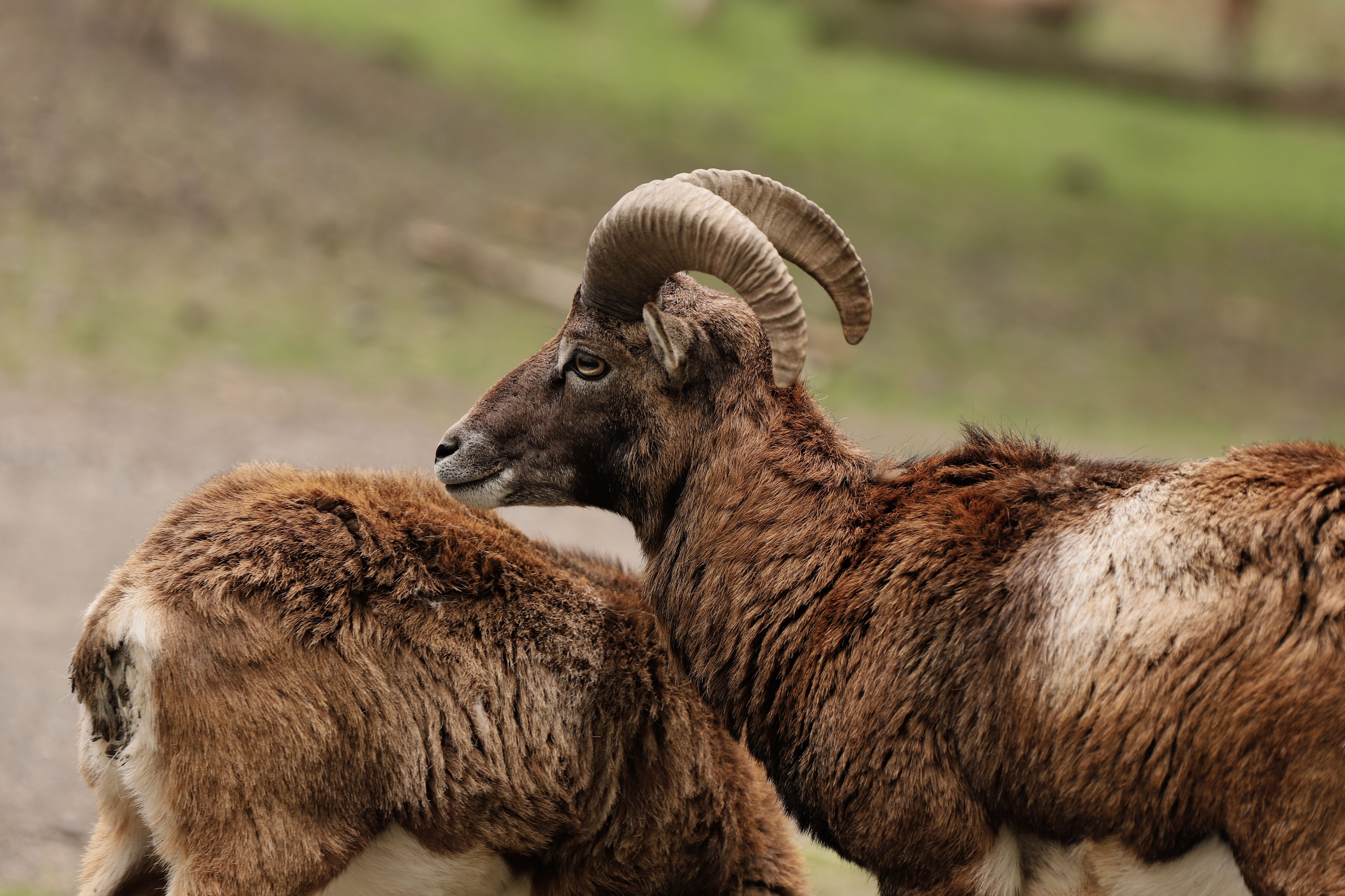 Wild Mouflon Rams in Natural Habitat · Free Stock Photo
