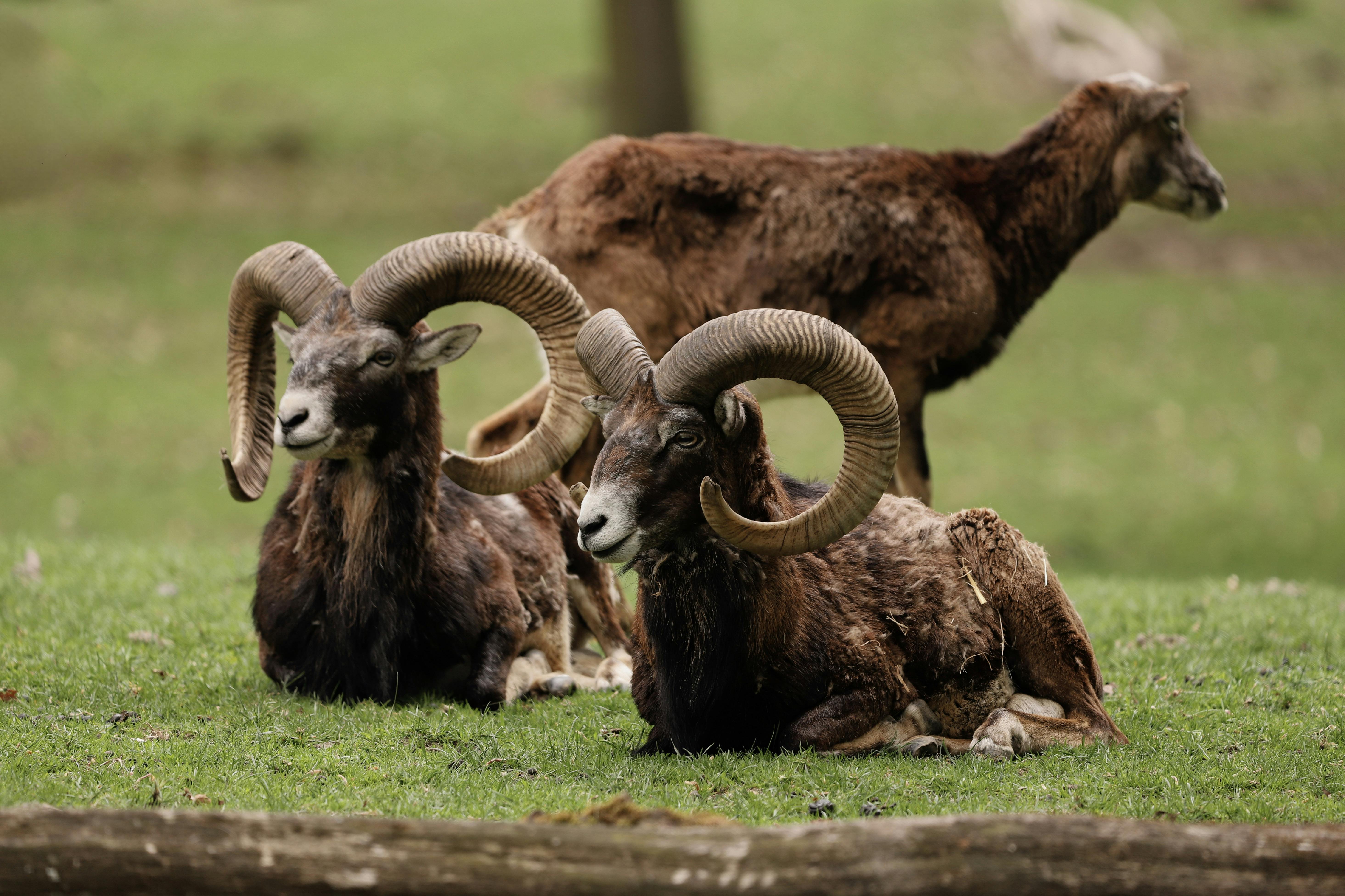 Big Horn Outdoor Adventure Show - Spokane and North Idaho community calendar - The Spokesman — Photo by Christina & Peter on 
