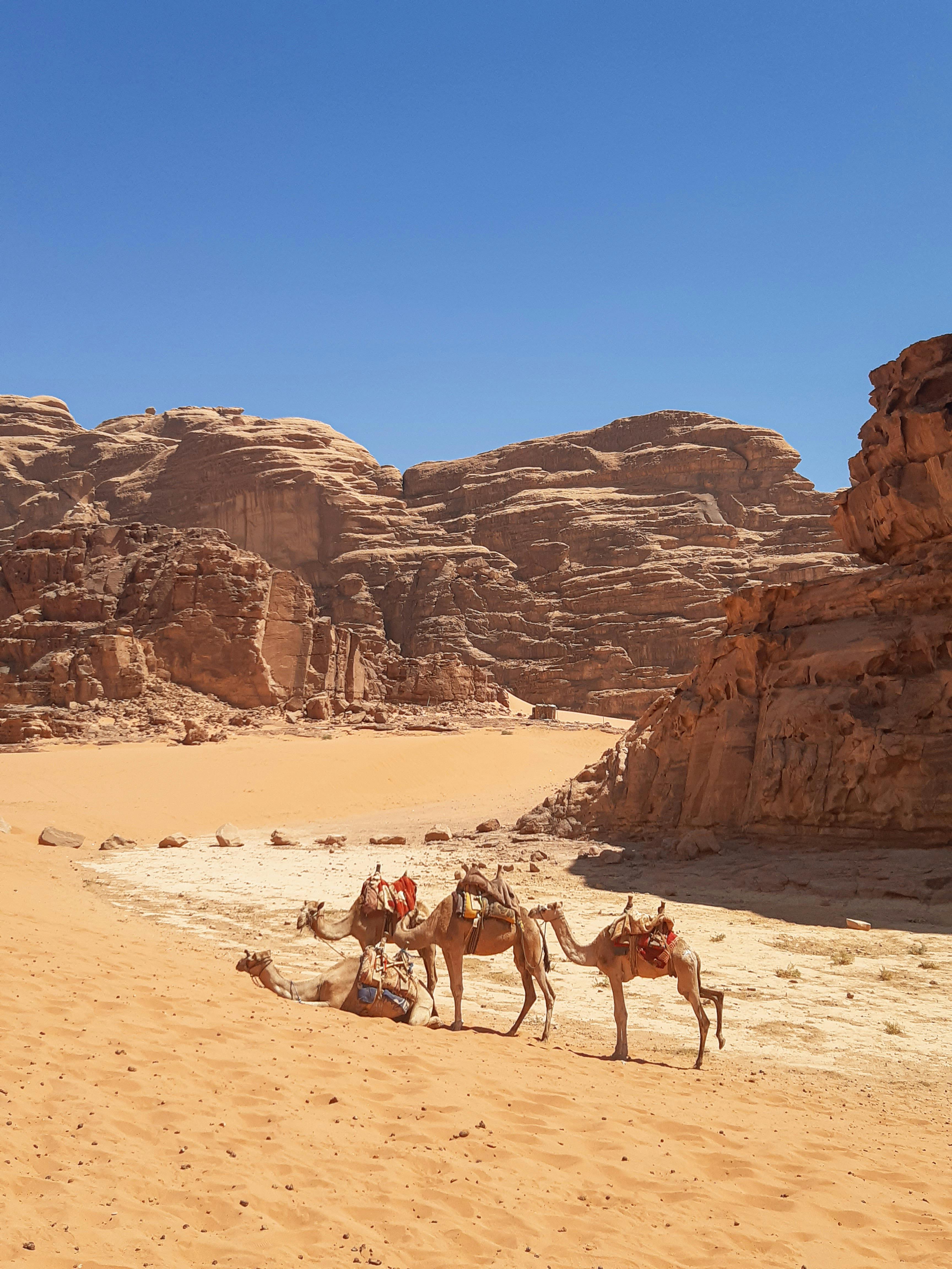 無料 ヨルダンの風光明媚なワディ・ラム砂漠で、明るい太陽の下、休息をとるラクダたち。 写真素材