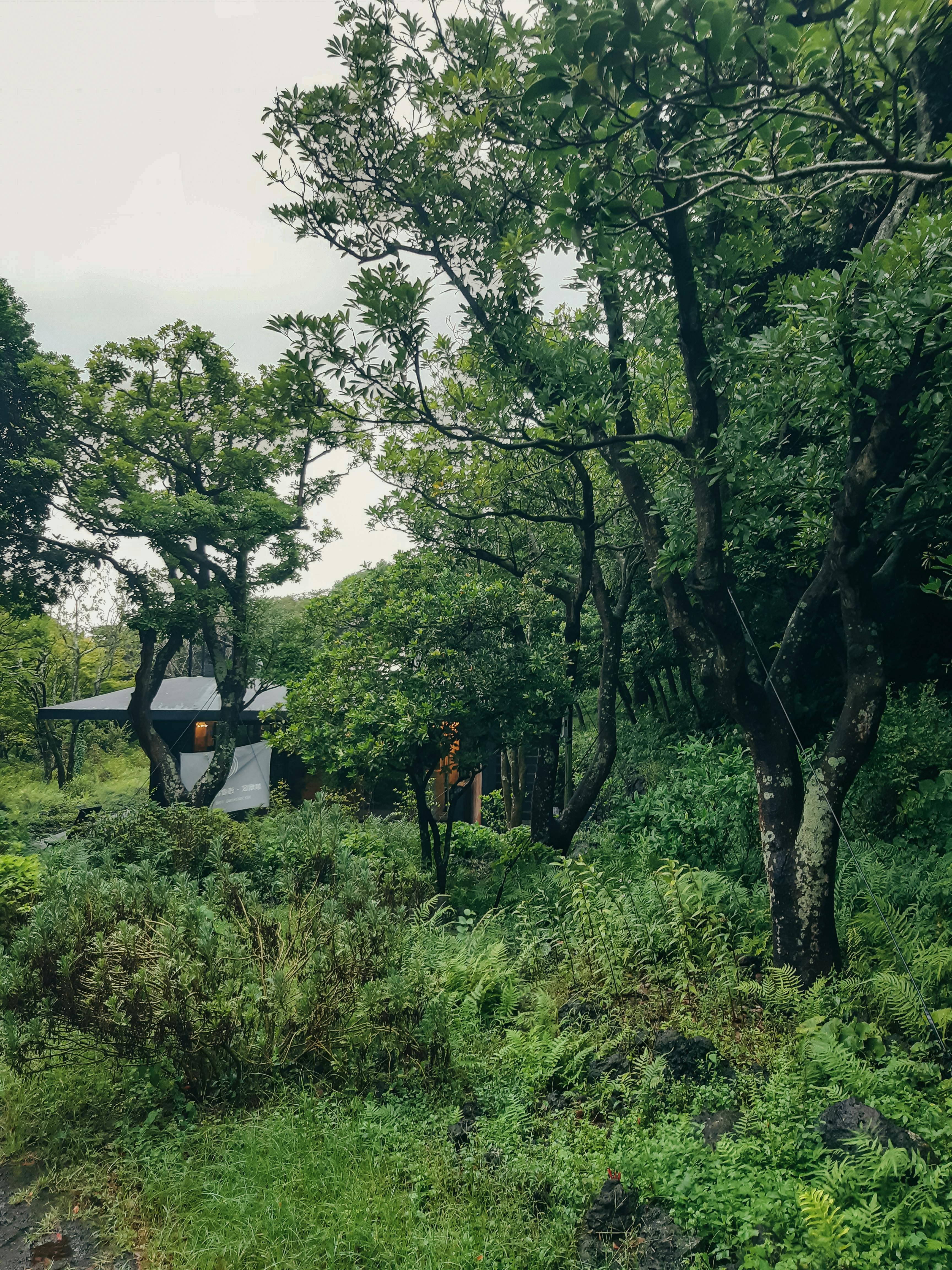 Gratis Udforsk den rolige skønhed i en frodig skov i Sydkorea med moderne bygninger omgivet af træer. Lagerfoto