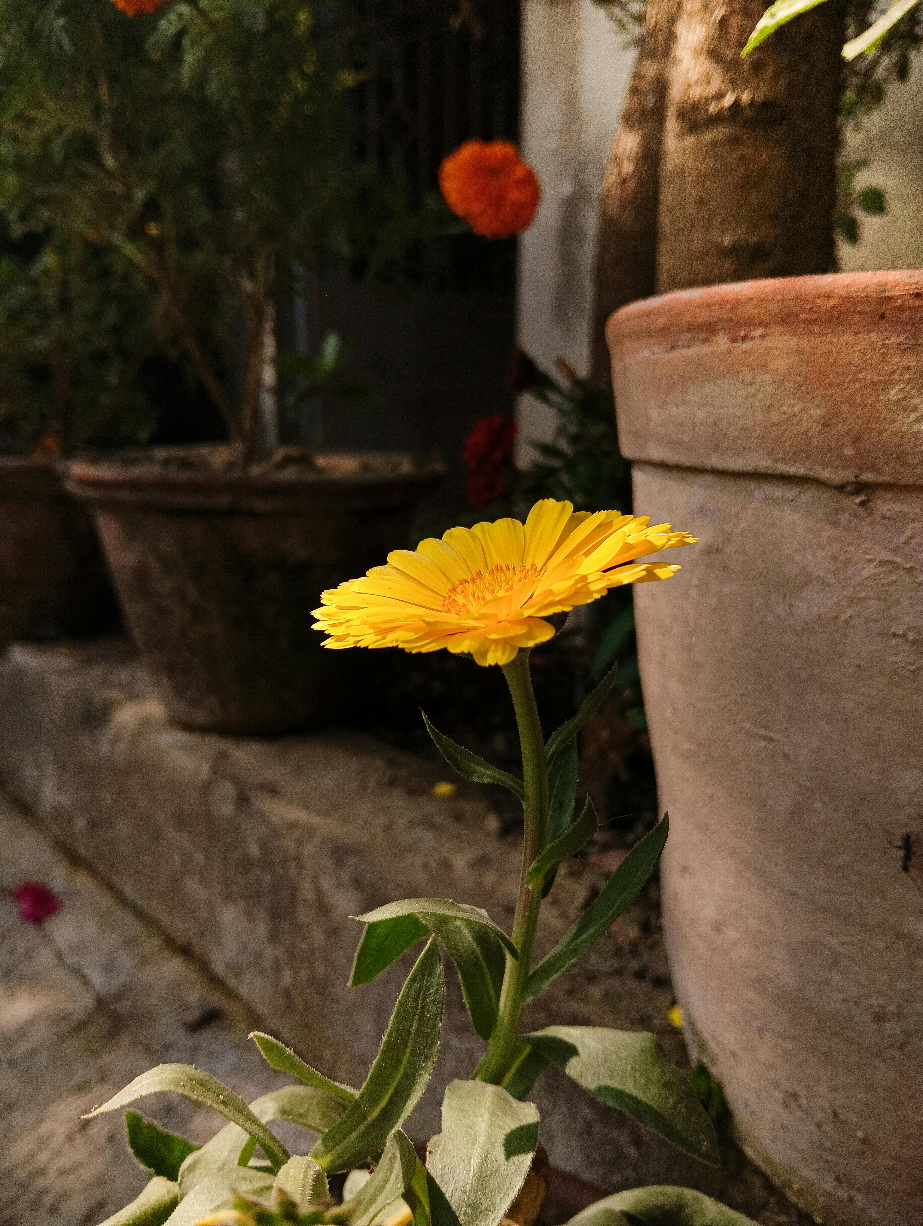 Gratis Primo piano di una calendula di un giallo brillante in un giardino all'aperto di Calcutta. Foto a disposizione