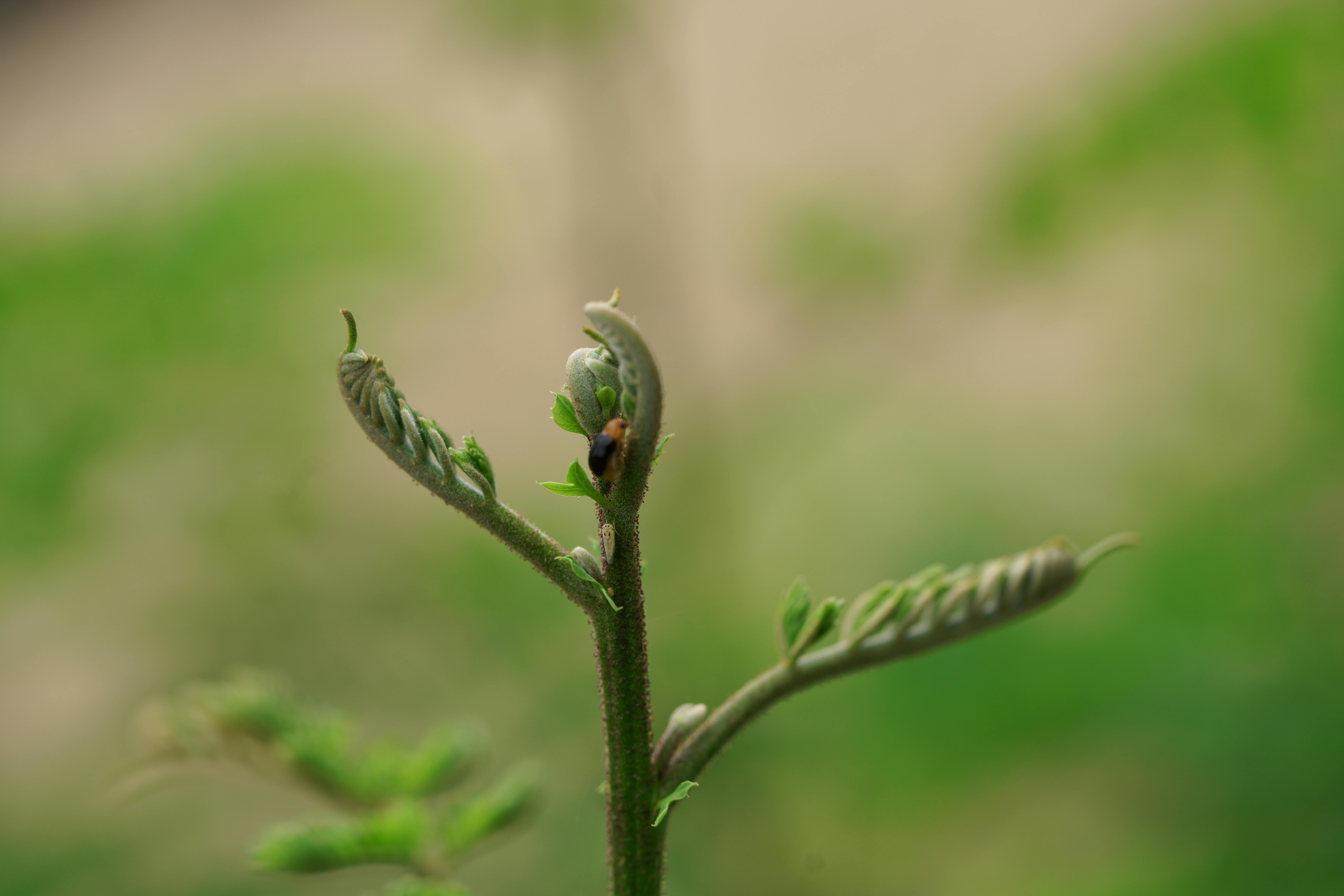 Zadarmo Detailný pohľad na malý hmyz odpočívajúci na novo pučiacej rastline na rozmazanom prírodnom pozadí. Fotka z fotobanky