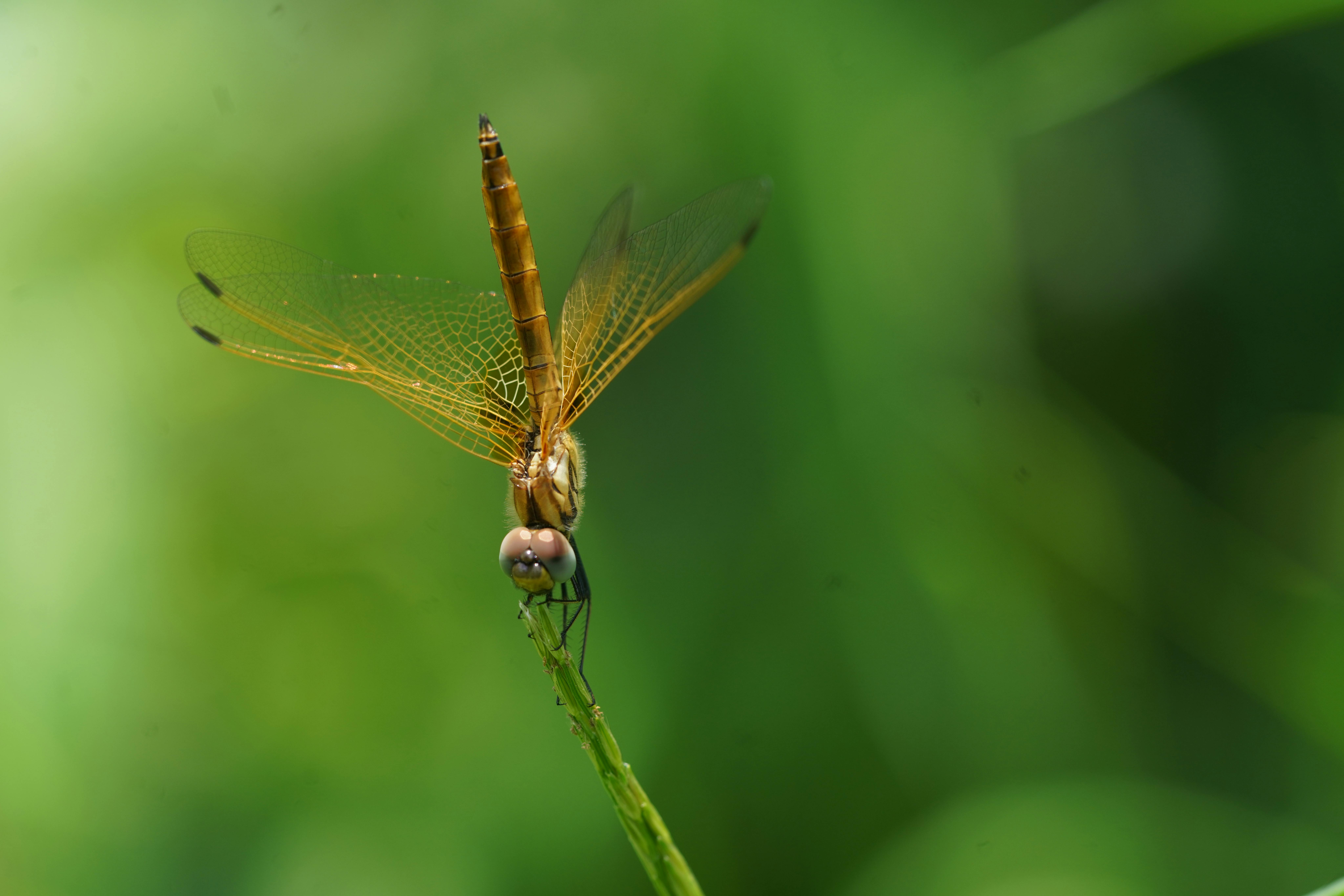 免费 一只色彩鲜艳的金色蜻蜓停在绿色的茎秆上，背景是模糊的自然景色。 素材图片