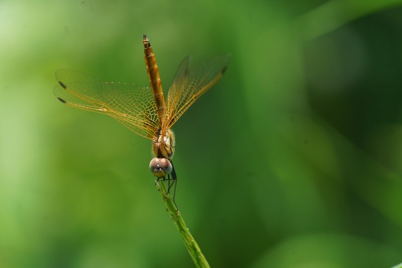 Close-Up of Dragonfly Resting on Branch · Free Stock Photo