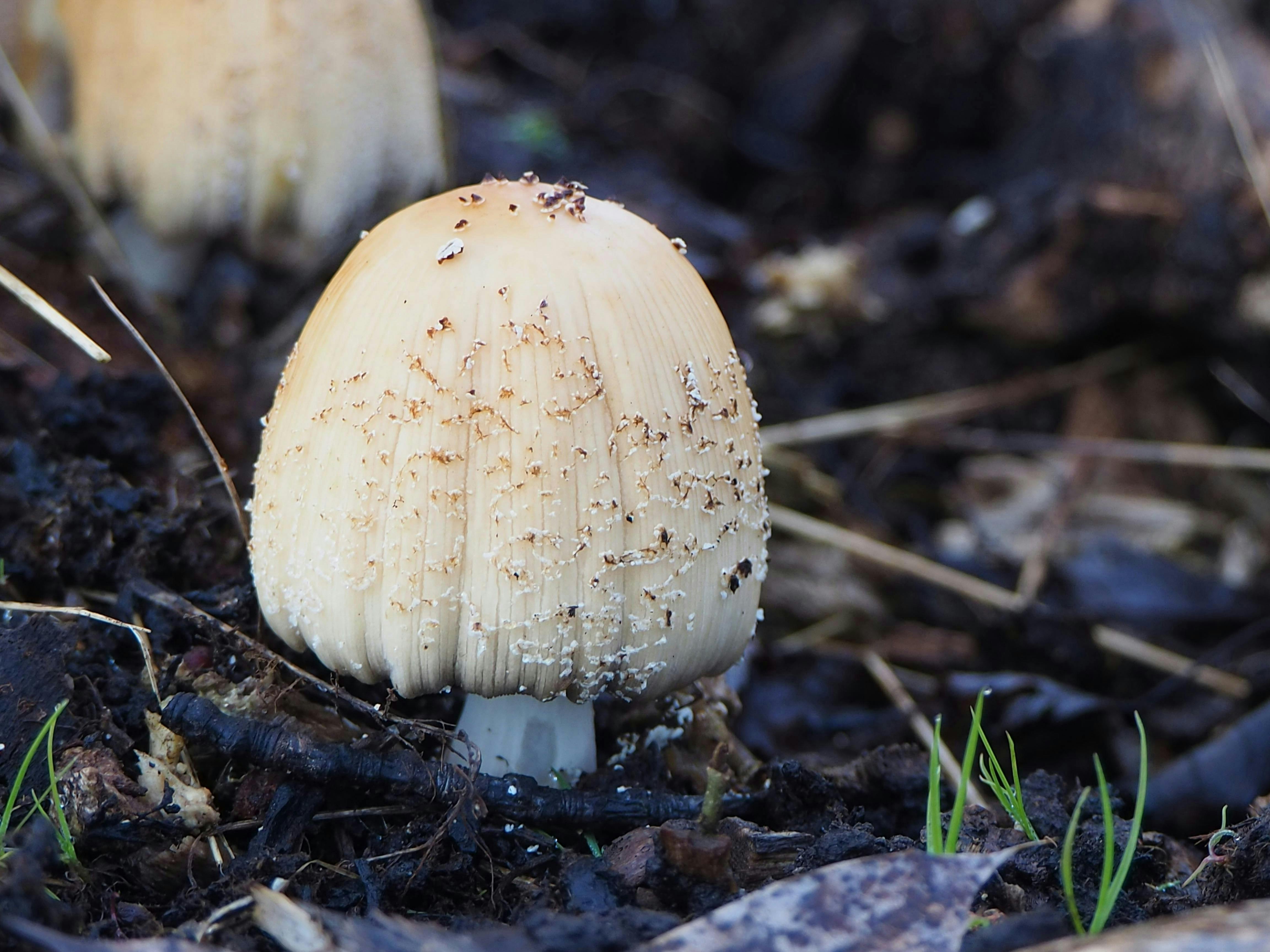 Gratuit Vue détaillée d'un champignon à crinière chevelue dans son milieu naturel extérieur. Photos
