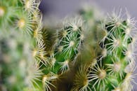 一张仙人掌的宏观特写，它布满尖刺，颜色郁郁葱葱