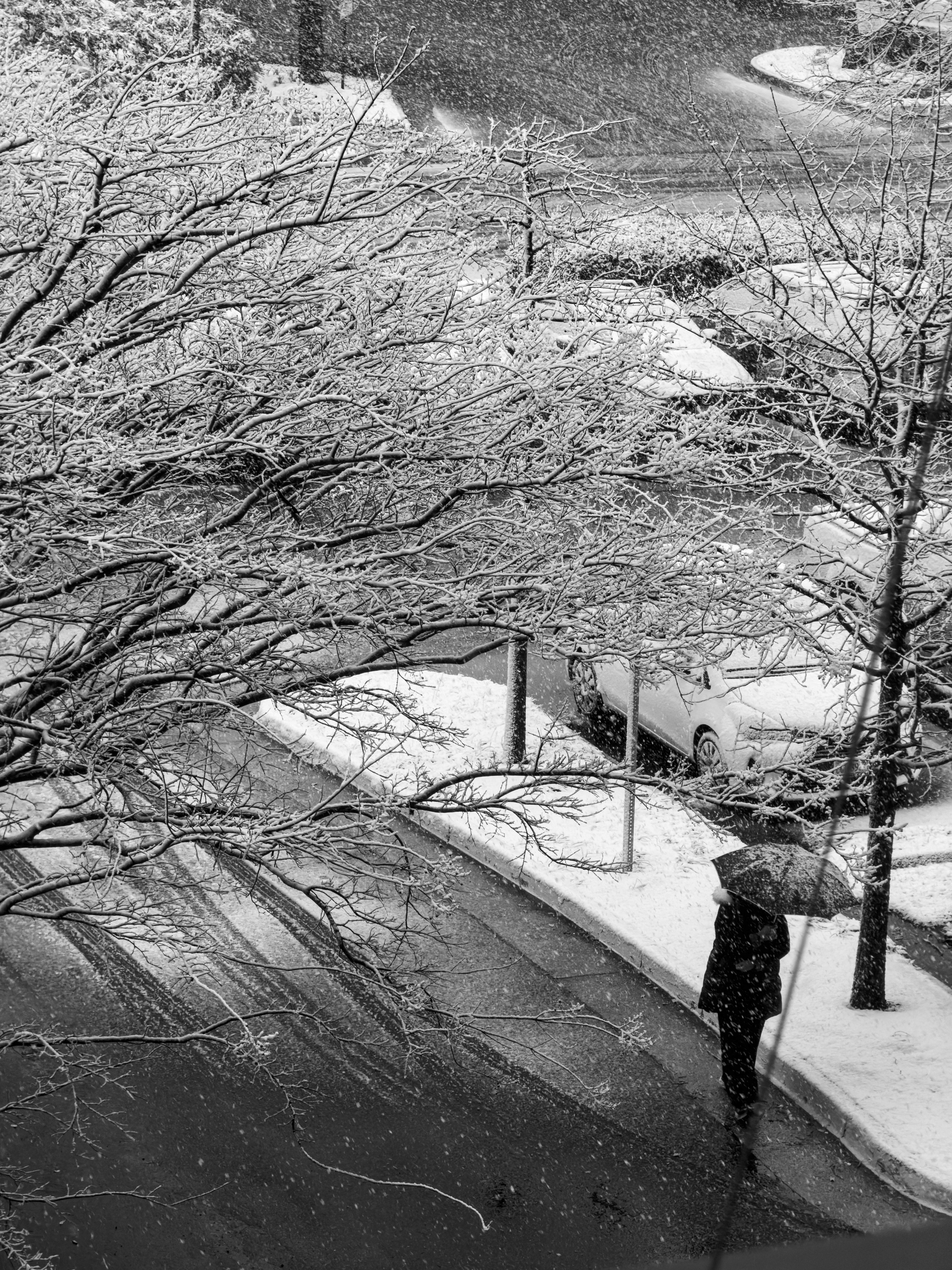 無料 傘を差した人が雪の積もった道を歩いている様子を、モノクロ写真で捉えた。 写真素材