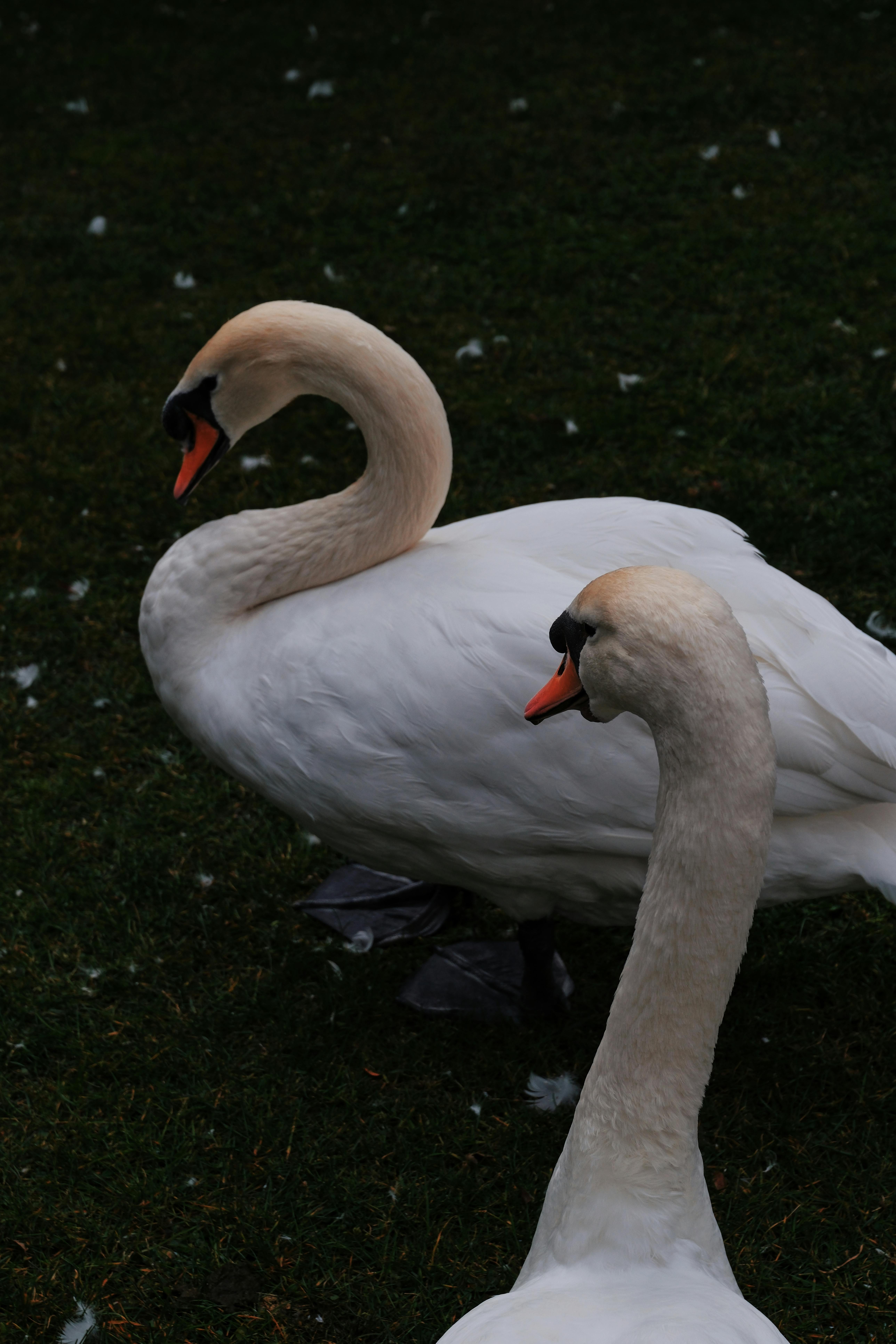 Gratuit Două lebede mute stând grațios pe o iarbă verde luxuriantă, etalându-și frumusețea. Fotografie de stoc