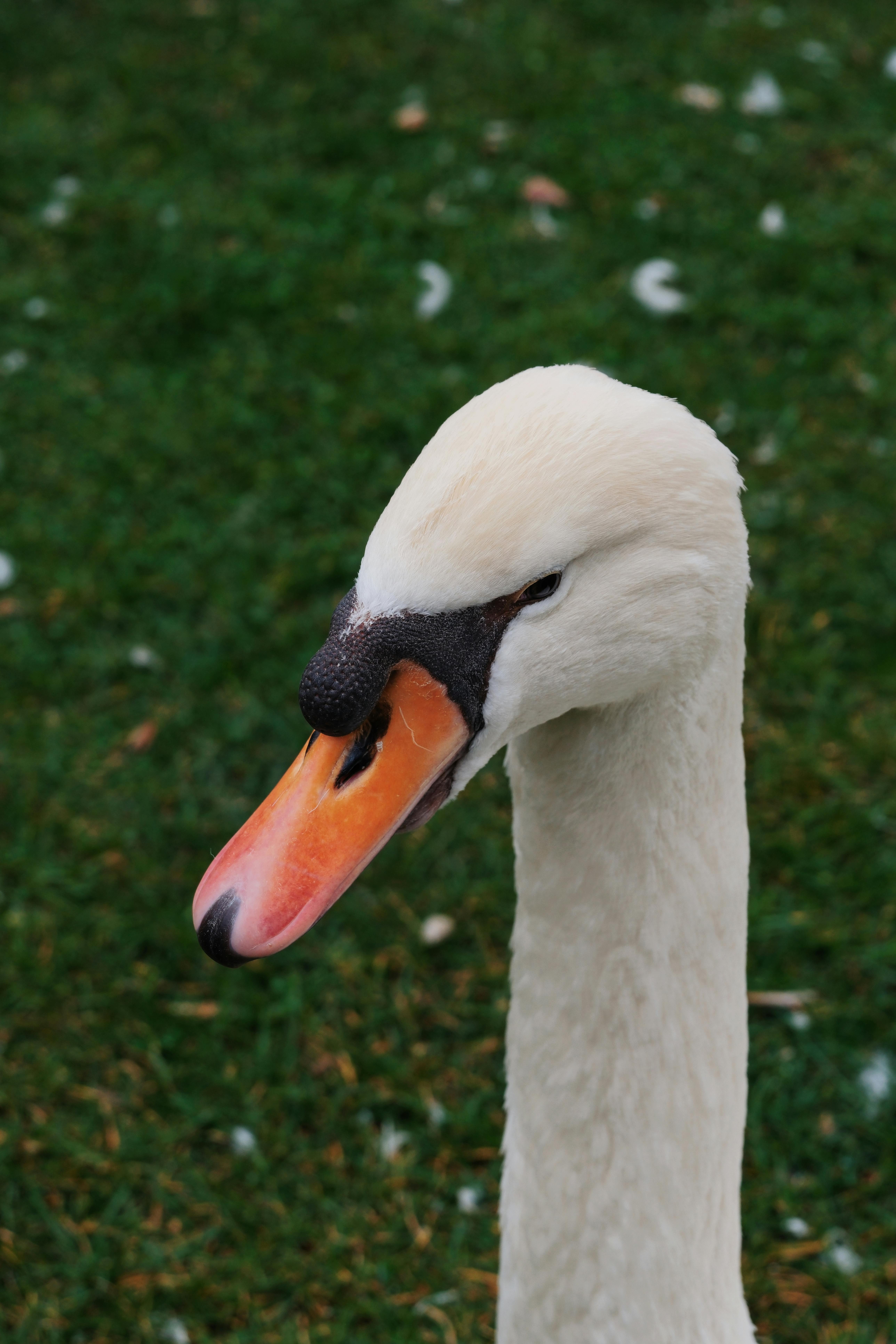 grátis Foto profissional grátis de 3x4, amável, animais selvagens Foto profissional