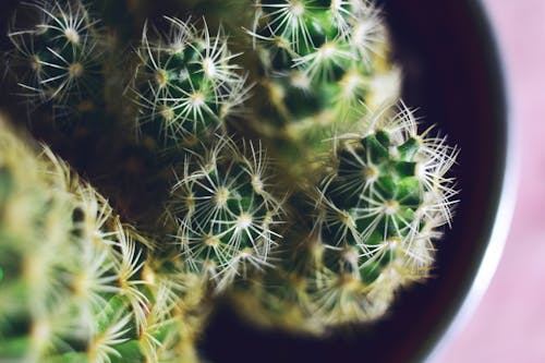 Close Upfoto Van Cactus