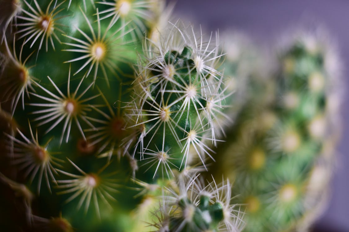 Foto De Primer Plano De La Planta De Cactus