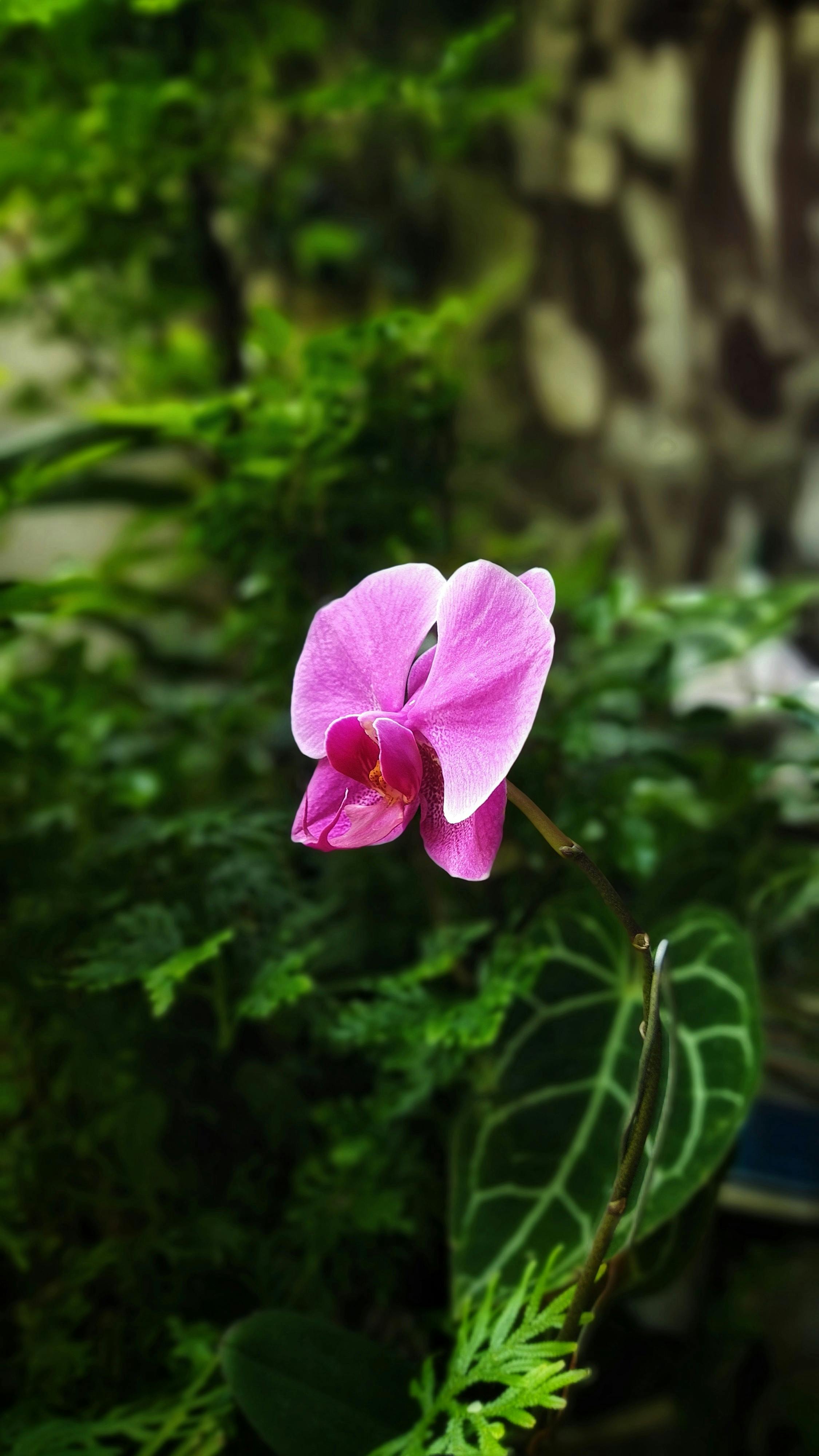 bezplatná Detailní záběr na zářivě růžový květ orchideje uprostřed bujné zeleně, který odhaluje jemné okvětní lístky a exotickou krásu. Základová fotografie