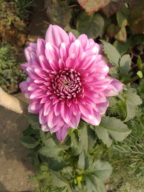 Free Close-up of a vibrant pink dahlia flower blooming outdoors, showcasing its intricate petals. Stock Photo