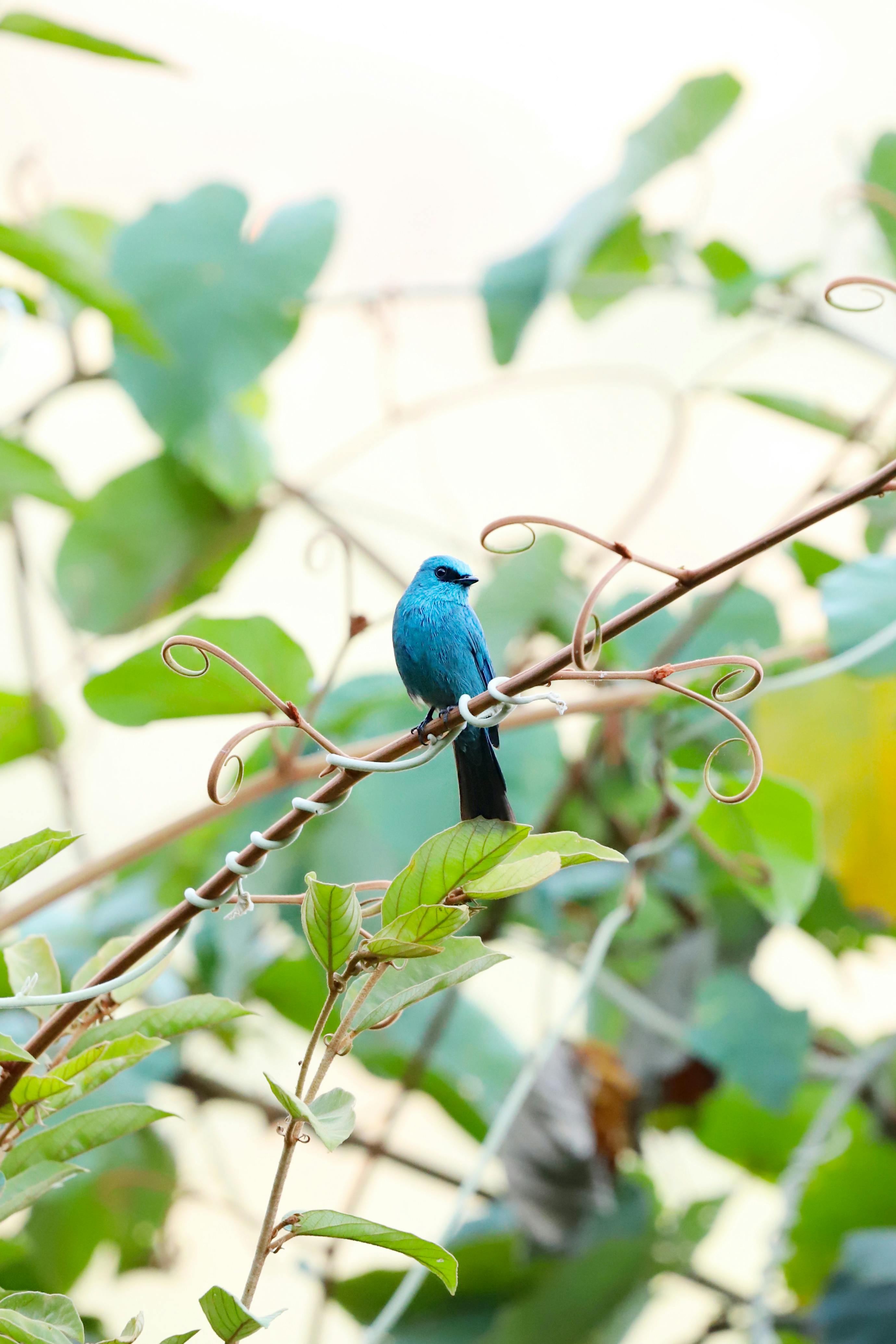 ฟรี นกสีฟ้าสดใสเกาะอยู่บนกิ่งเถาวัลย์ท่ามกลางใบไม้เขียวชอุ่ม ให้ความรู้สึกสงบอย่างยิ่ง คลังภาพถ่าย