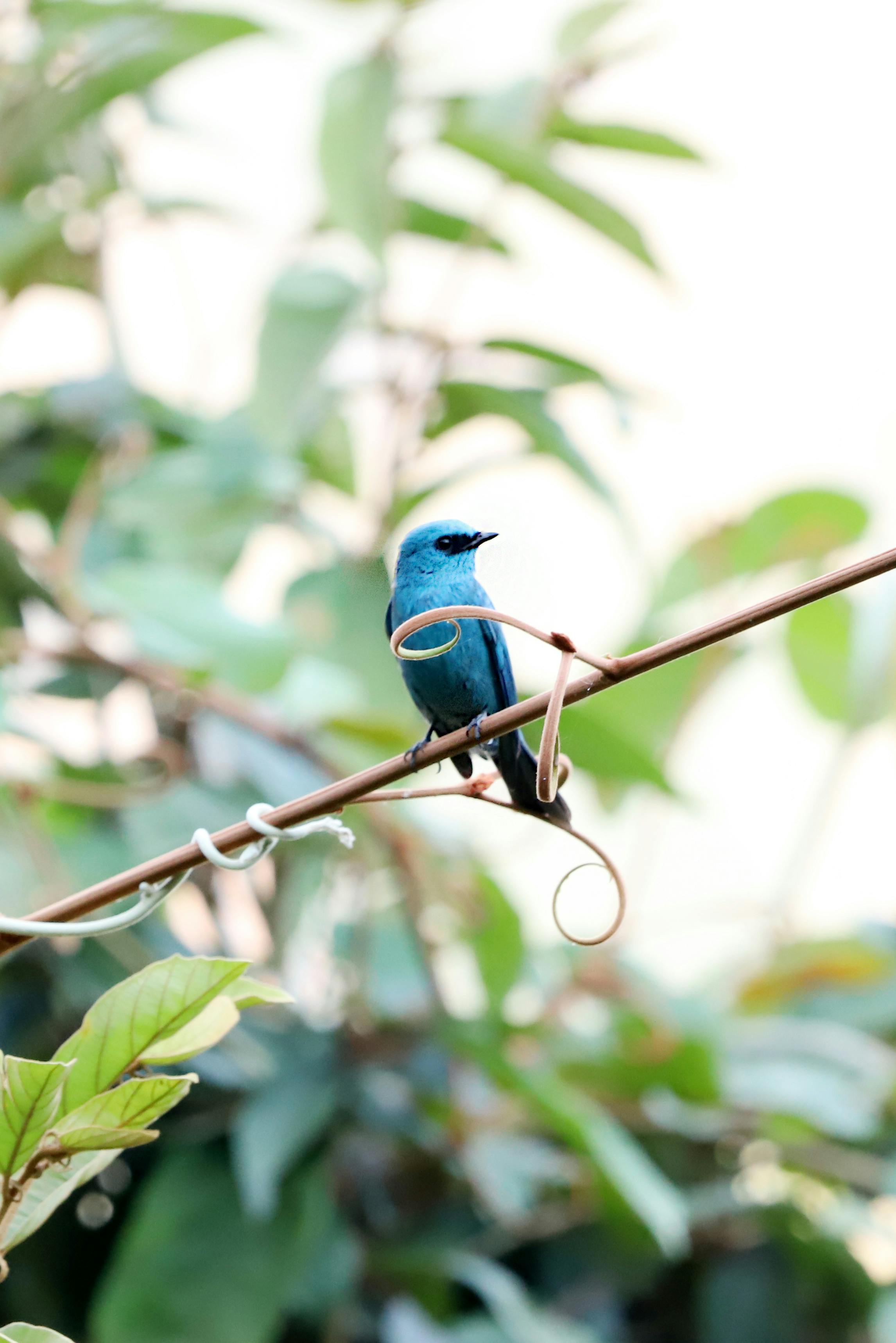 무료 선명한 파란색 새 한 마리가 무성한 초록 잎사귀를 배경으로 덩굴에 앉아 평화로운 정원 풍경을 만들어냅니다. 스톡 사진
