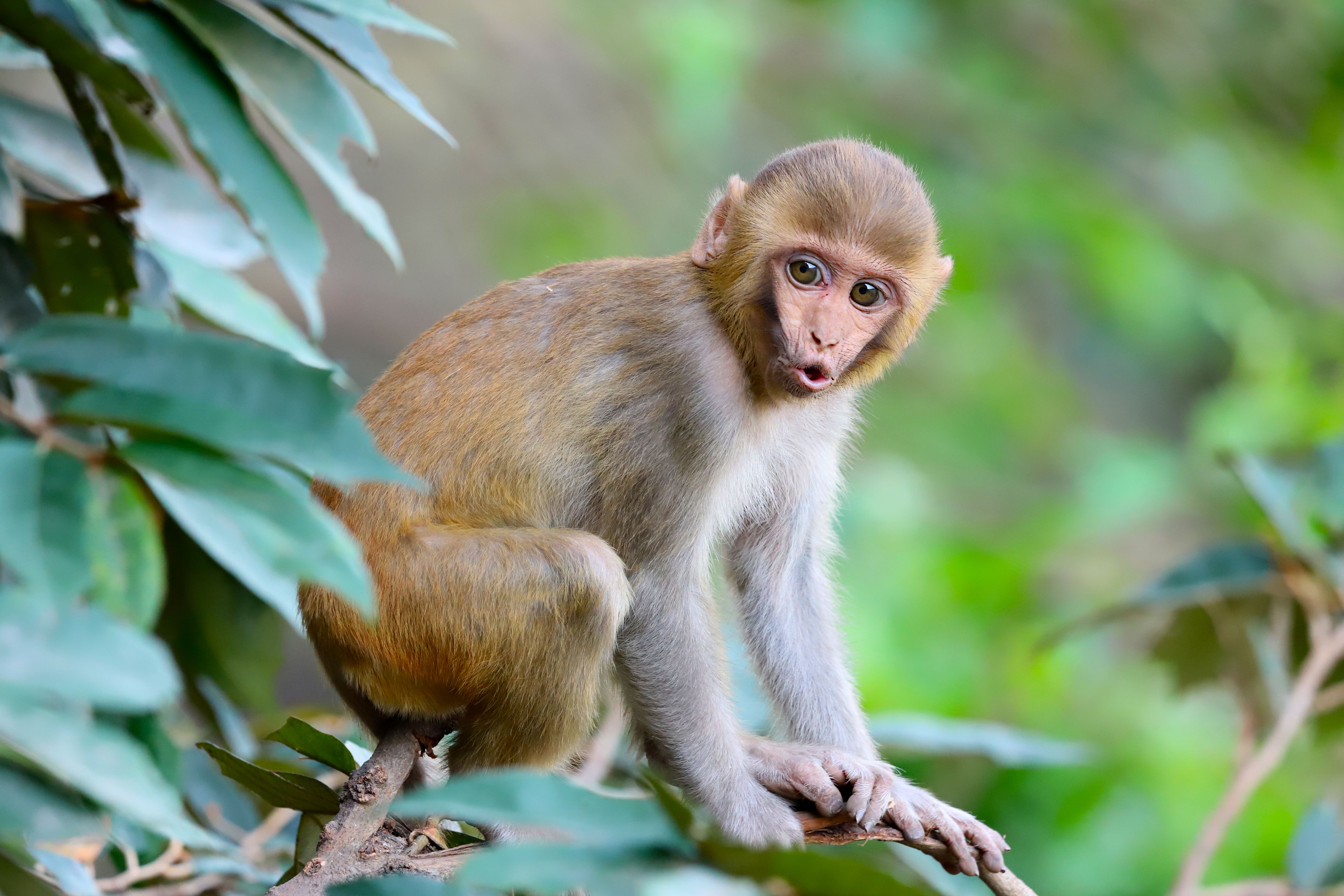 Young Rhesus Macaque on Branch in Nature · Free Stock Photo