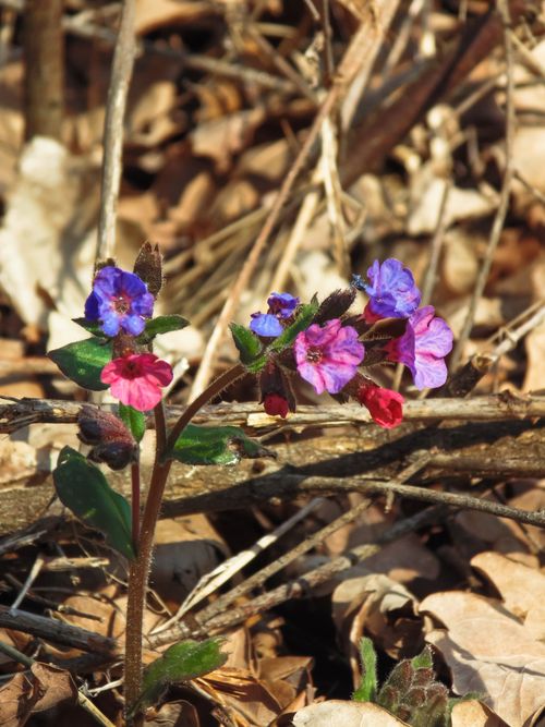 Free Vibrant pink and blue lungwort flowers bloom on a forest floor with dried leaves. Stock Photo