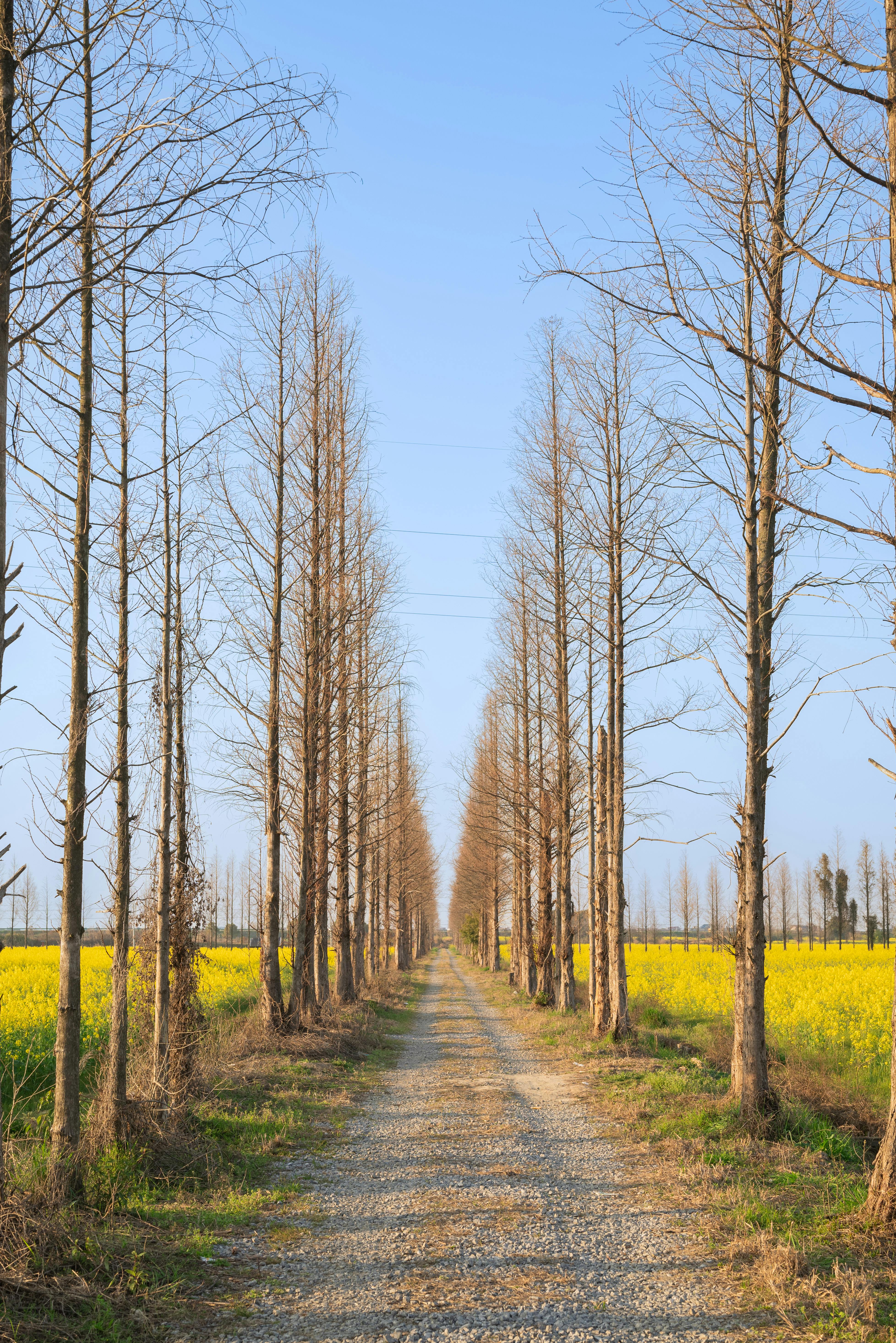 Gratis Un tranquillo sentiero di ghiaia circondato da alti alberi e vivaci fiori selvatici gialli sotto un cielo azzurro e limpido. Foto a disposizione