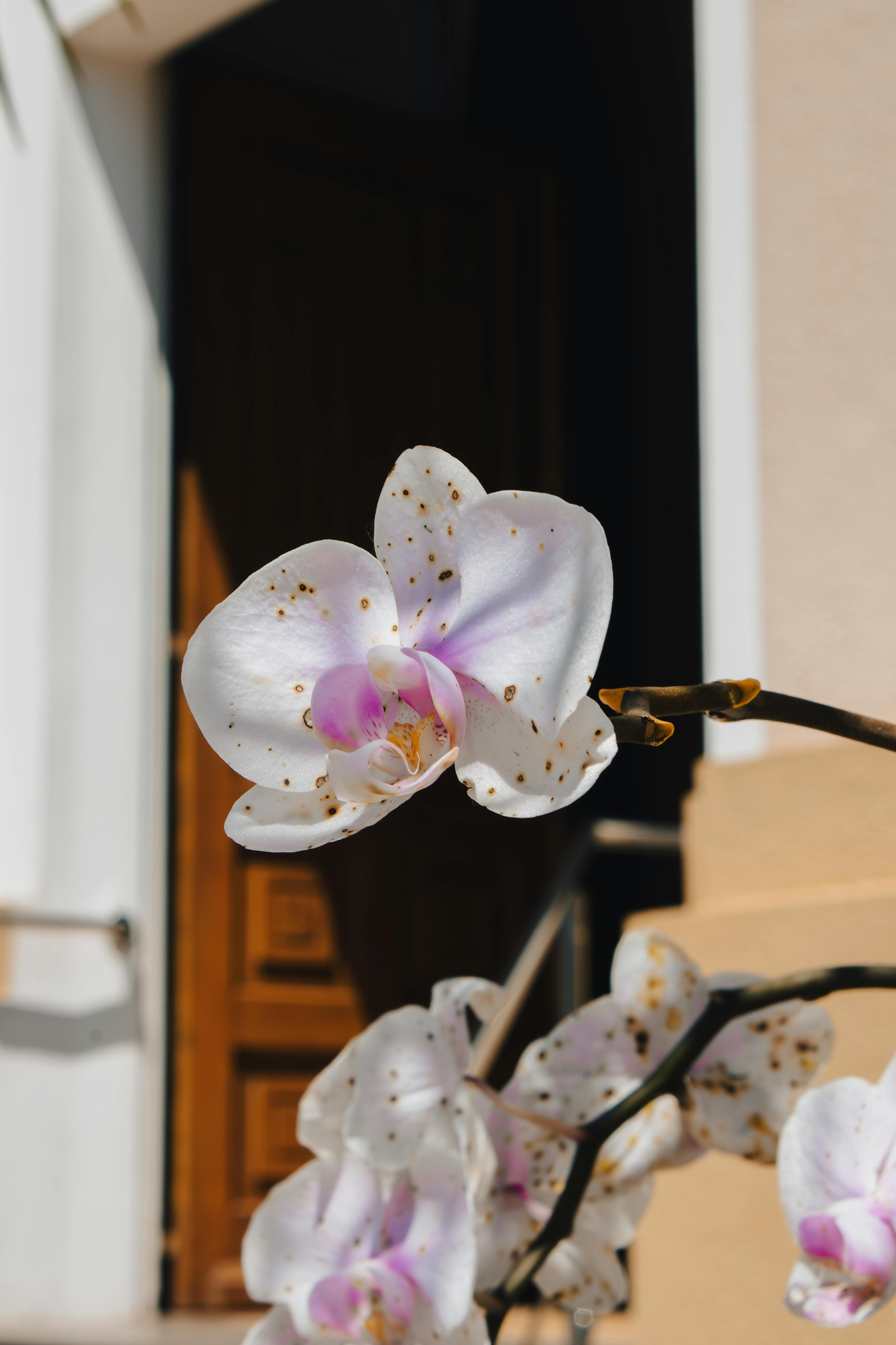 無料 ブラジルのボン・プリンシピオにある建物の外で、日光を浴びた斑点模様の蘭の花のクローズアップ。 写真素材