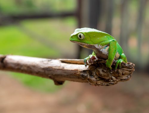 Free Close-Up Photo of Green Frog Stock Photo
