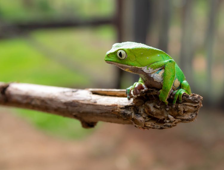 Close-Up Photo Of Green Frog