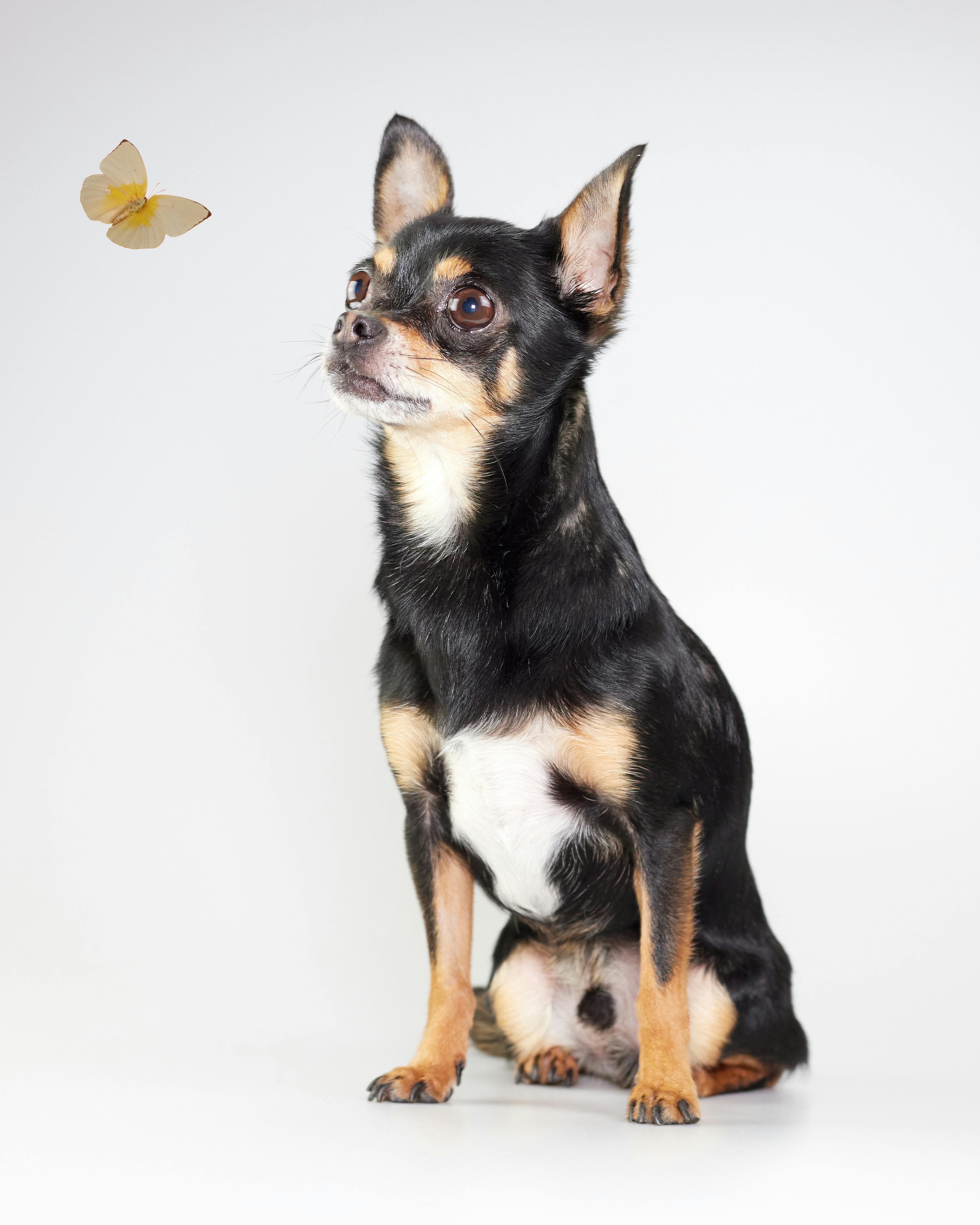 Gratis Un chihuahua curioso osserva una farfalla gialla in uno studio fotografico. Foto a disposizione
