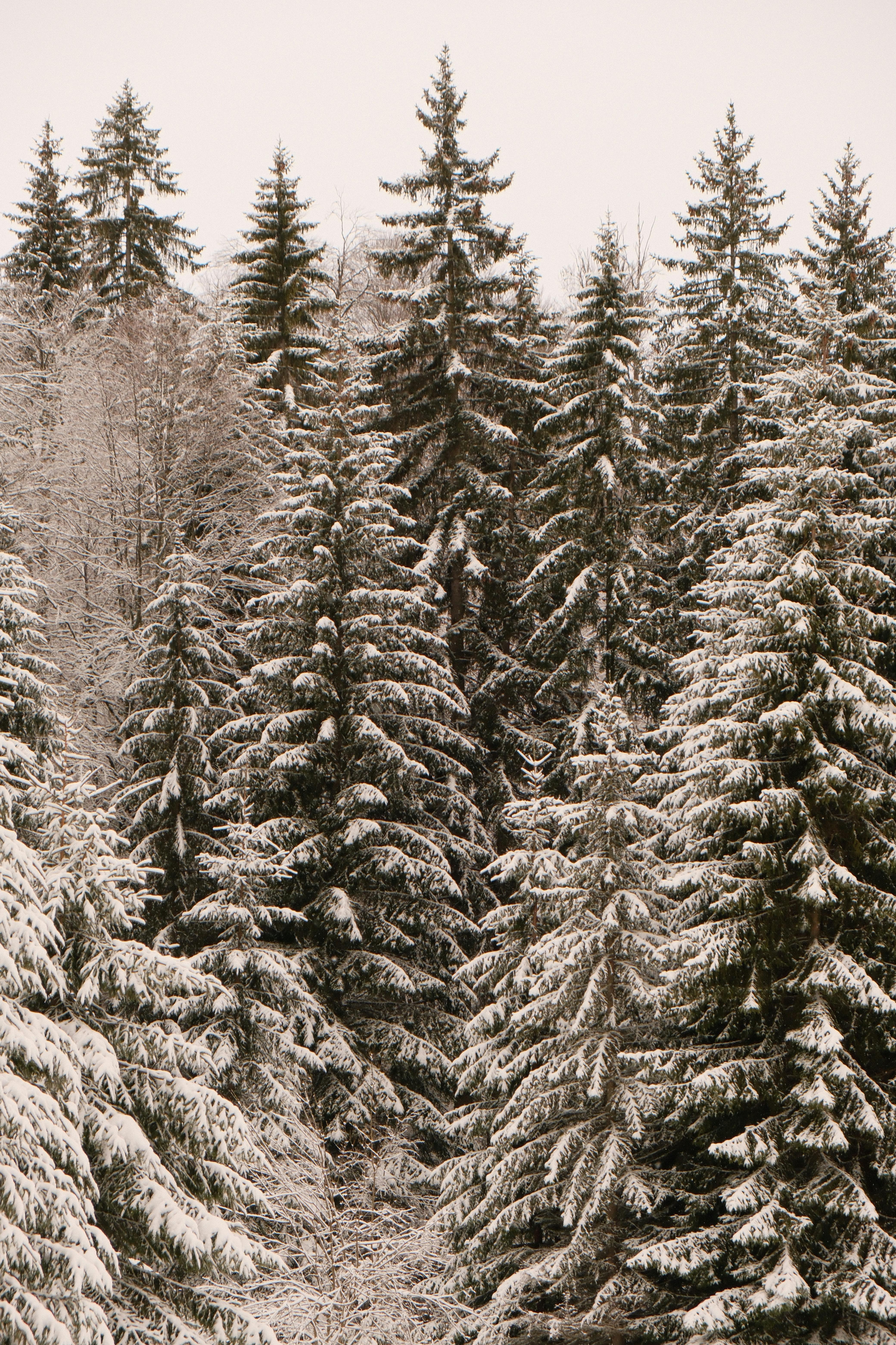 Kostenlos Eine friedliche Winterszene mit schneebedeckten immergrünen Bäumen in einem serbischen Wald. Stock-Foto