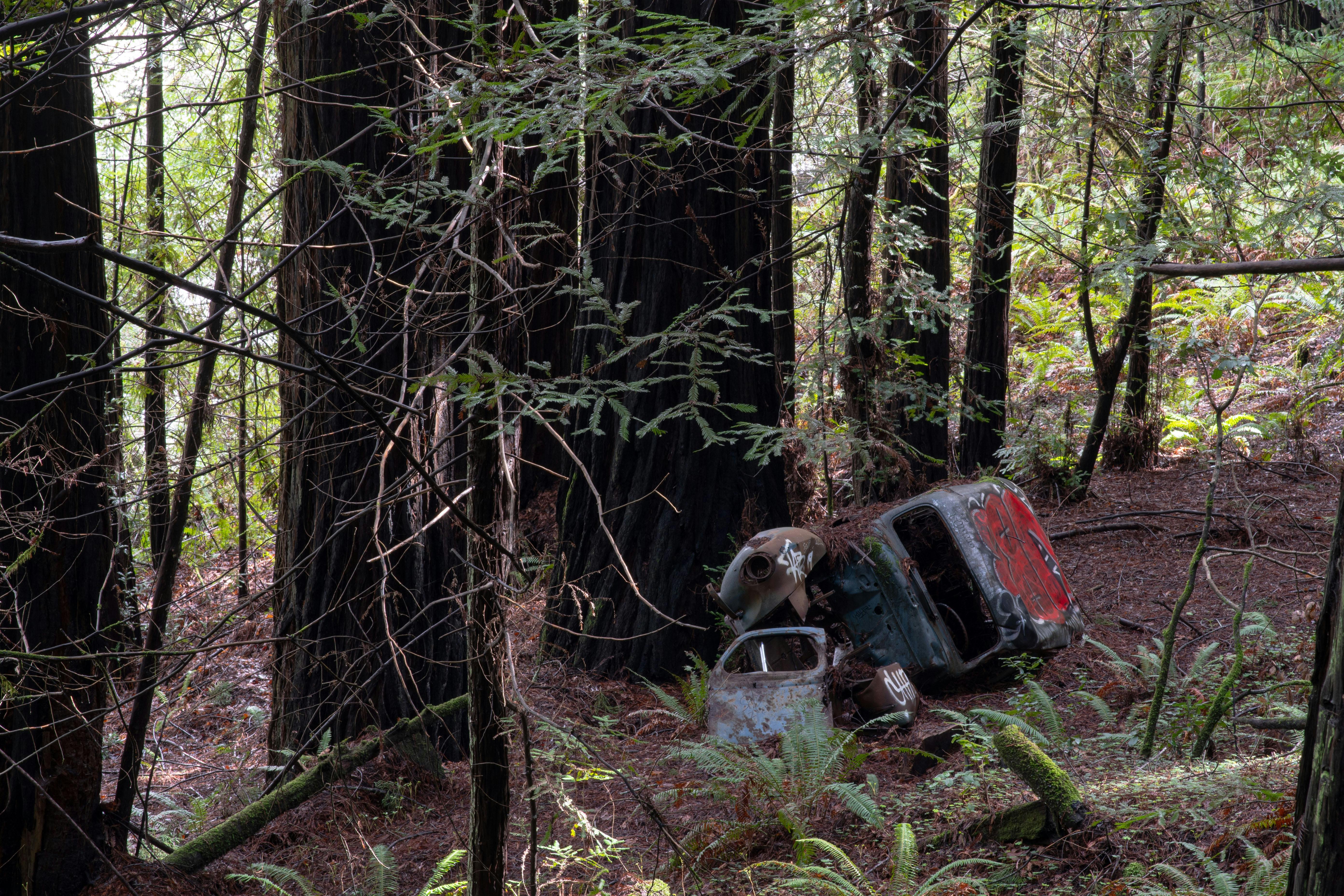 Gratuit Imagine de stoc gratuită din 46 eschivă, America de Nord, arbori Fotografie de stoc
