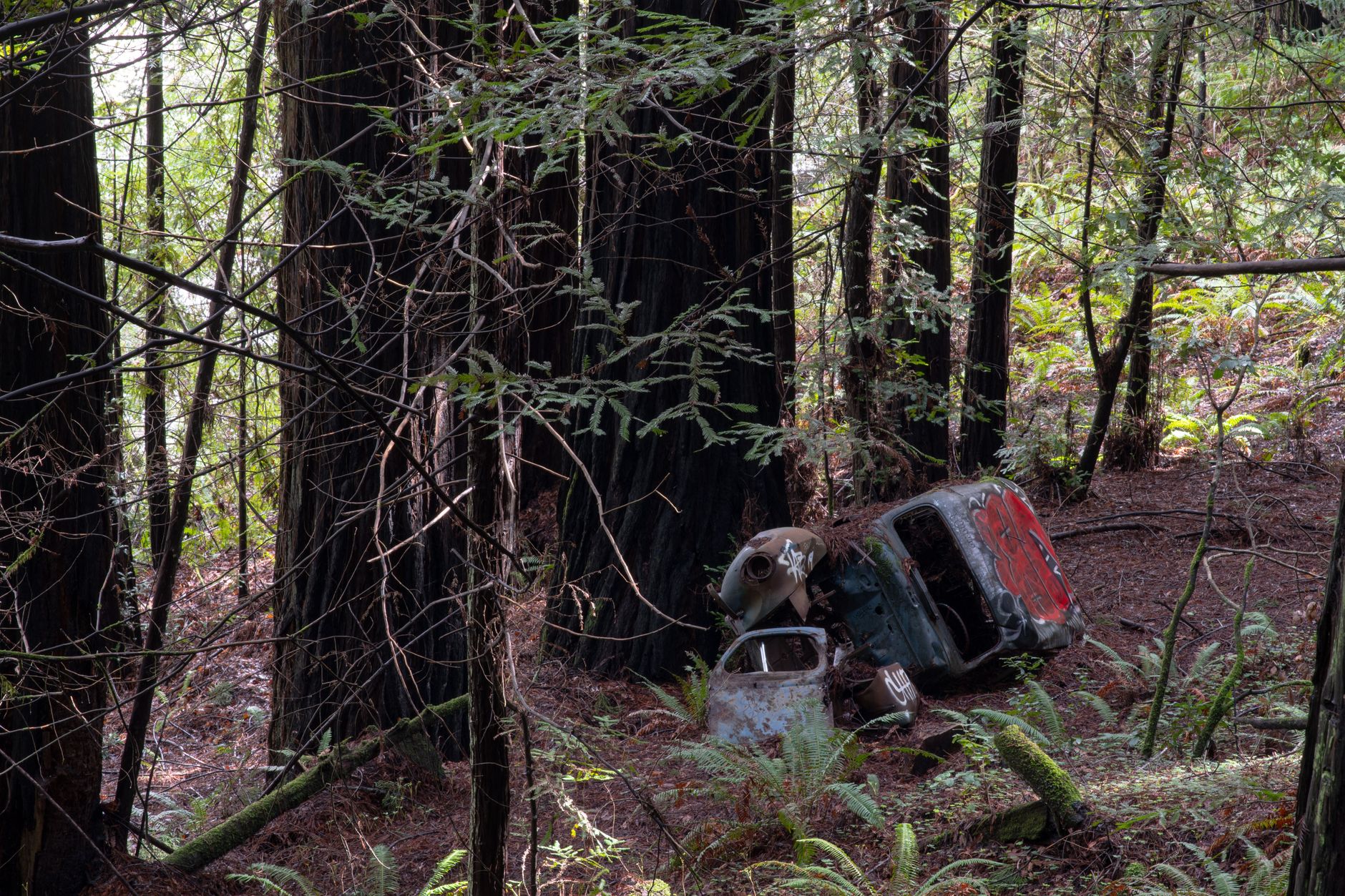 Rusted 1940s car covered in graffiti lies in peaceful California redwood forest.