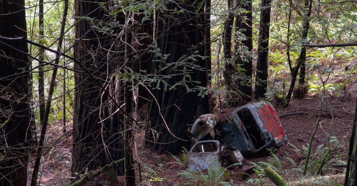 Rusted 1940s car covered in graffiti lies in peaceful California redwood forest.