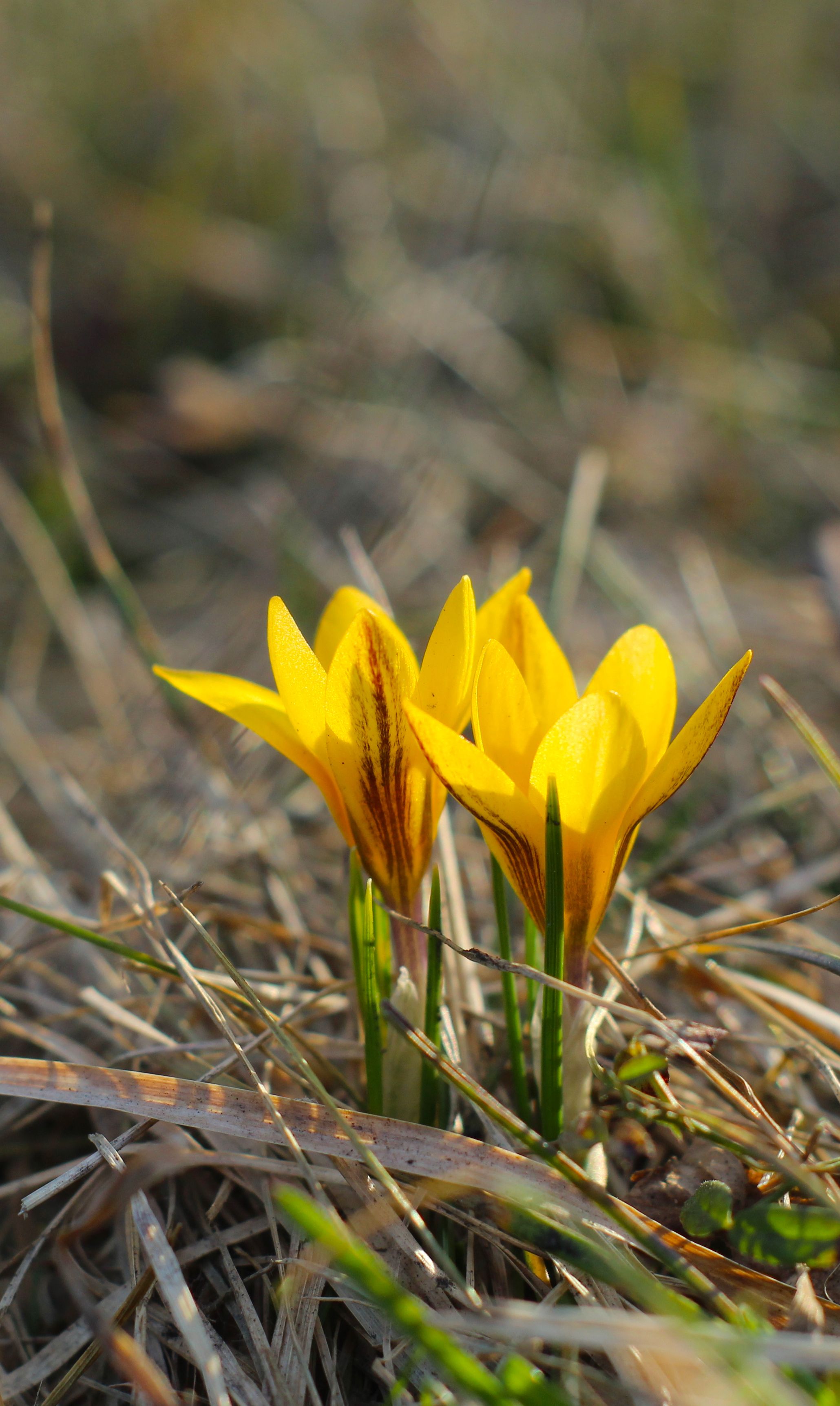 Vibrant Yellow Crocus Blooms in Early Spring · Free Stock Photo