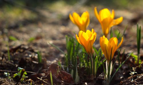 Free Vibrant yellow crocus flowers blooming in spring garden sunlight. Stock Photo