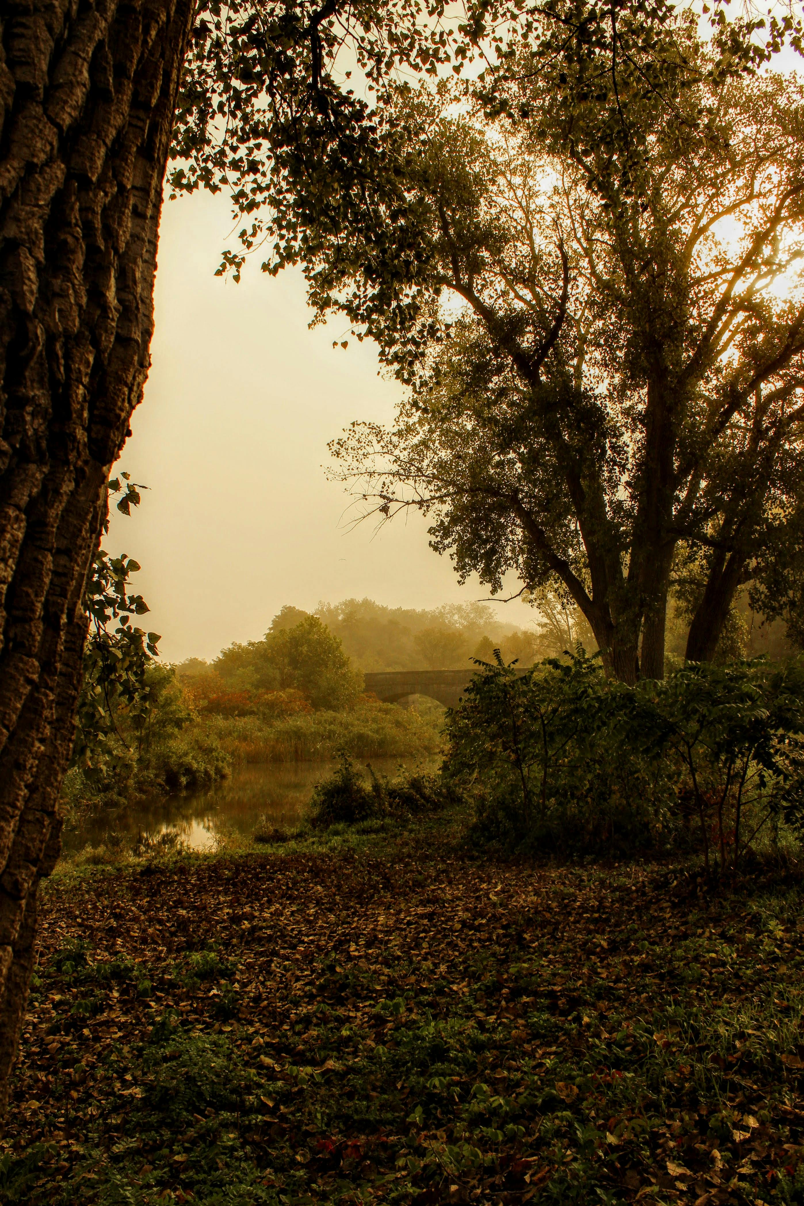 Miễn phí Khu rừng mùa thu yên tĩnh với sương mù và ánh nắng len lỏi qua những tán cây. Ảnh lưu trữ