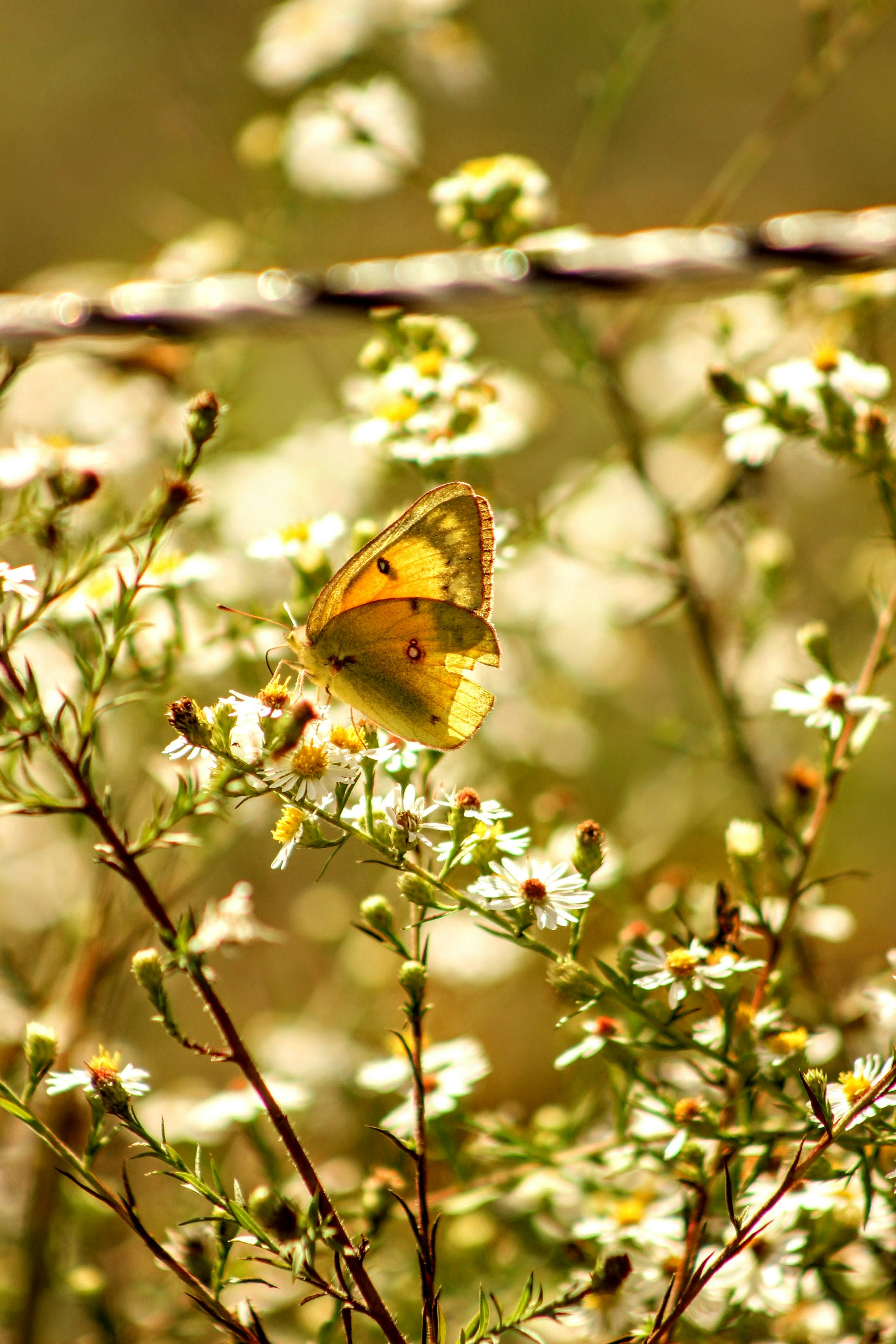 gratis Een tere gele vlinder rust op bloeiende witte wilde bloemen in het felle zonlicht. Stockfoto