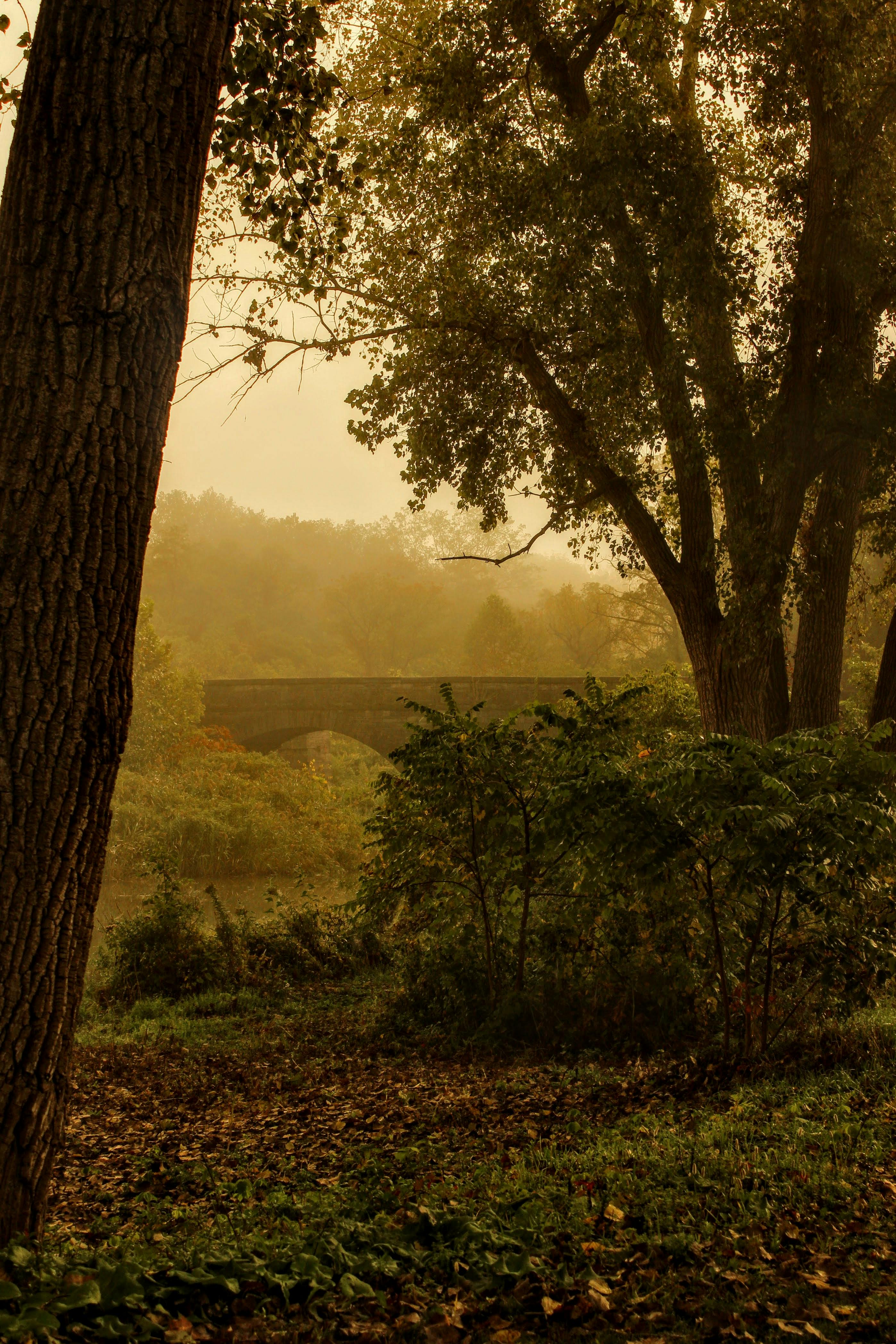 Bezpłatne Spokojny jesienny widok z kamiennym mostem spowitym mgłą i jesiennymi liśćmi. Zdjęcie z galerii