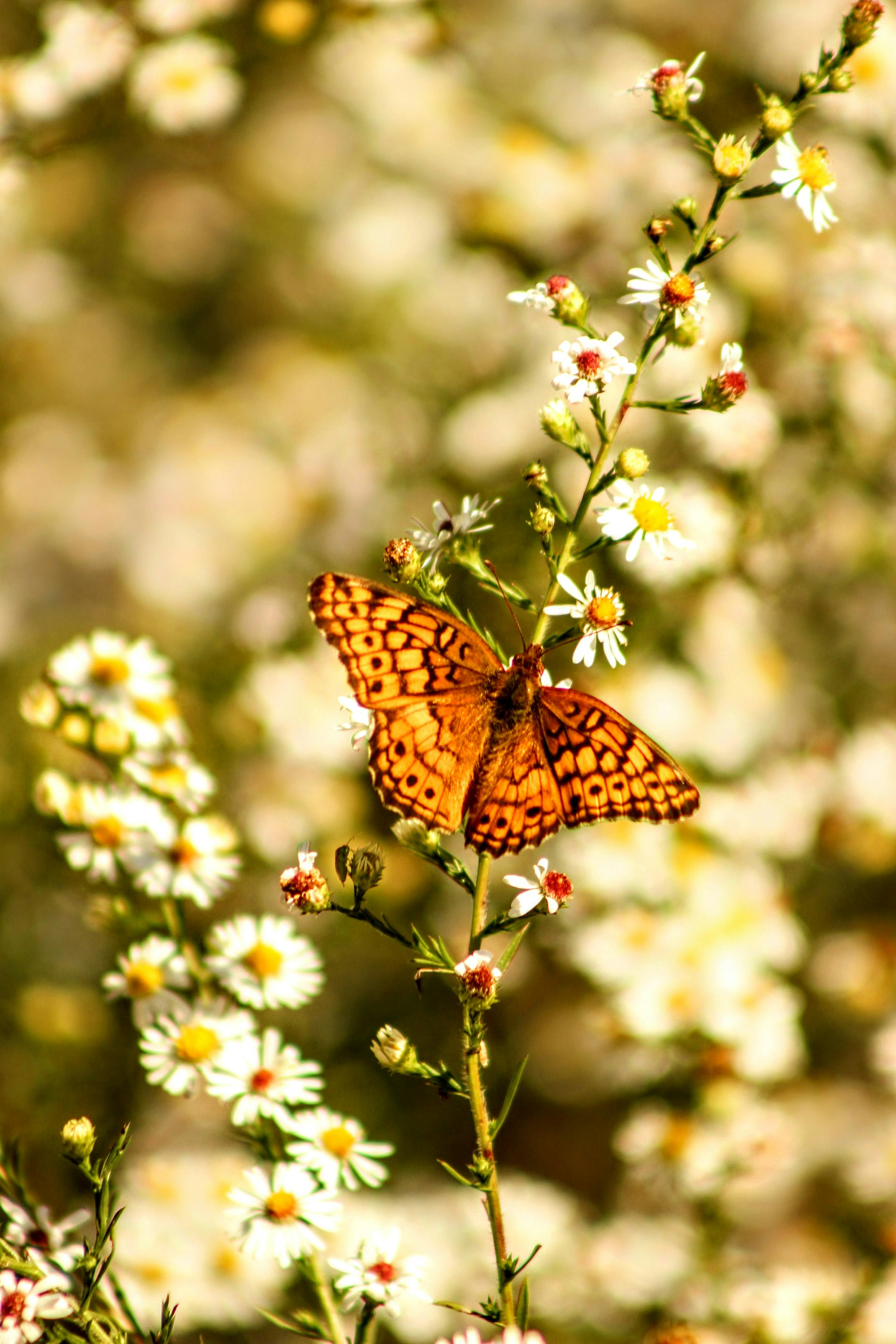 Gratis Primer plano de una mariposa sobre flores silvestres en un prado otoñal, que muestra la belleza natural y los colores de la estación. Foto de stock