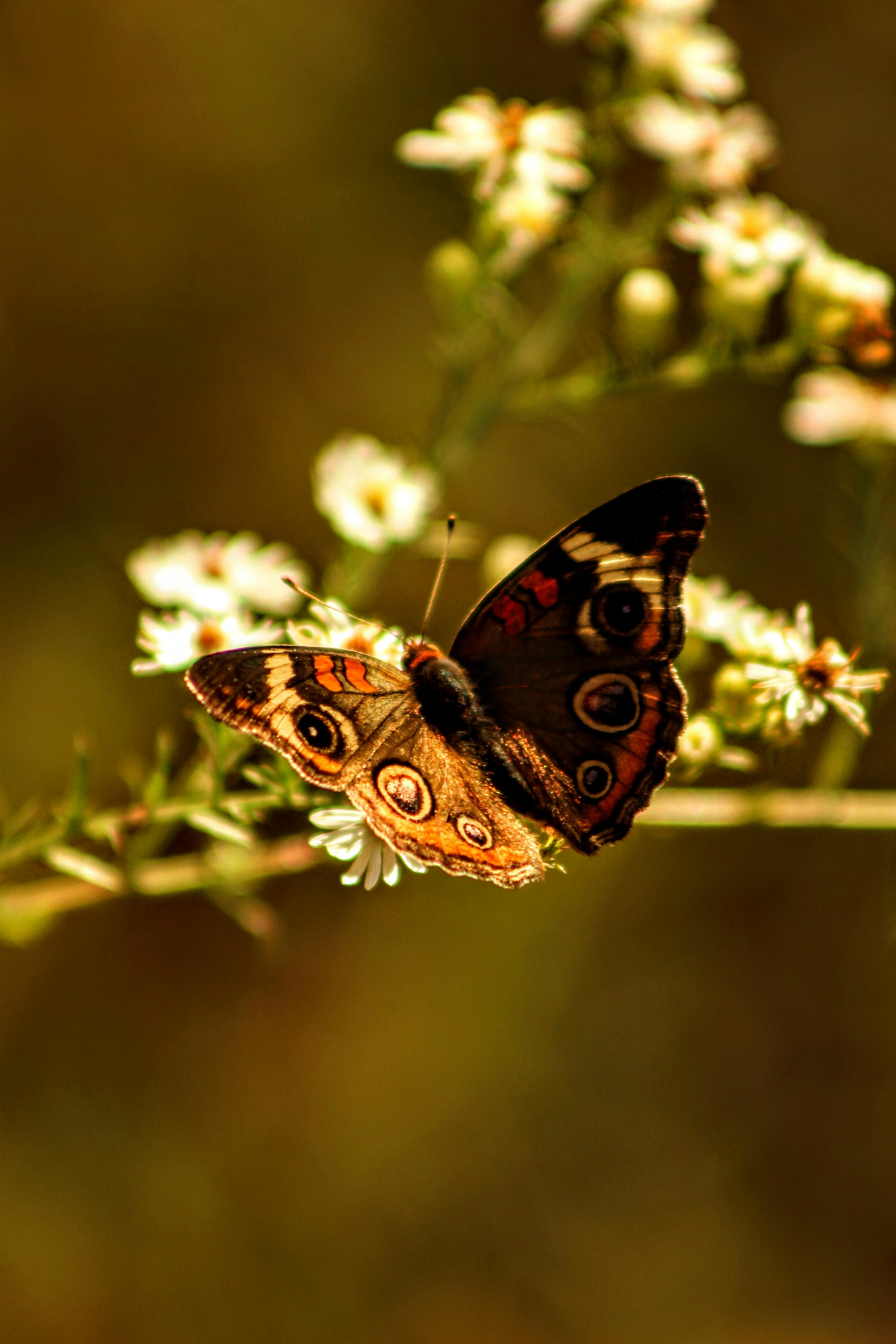 ฟรี ภาพระยะใกล้ของผีเสื้อเกาะอยู่บนดอกไม้ เผยให้เห็นสีสันฤดูใบไม้ร่วงและรายละเอียดที่สวยงามน่าทึ่ง คลังภาพถ่าย
