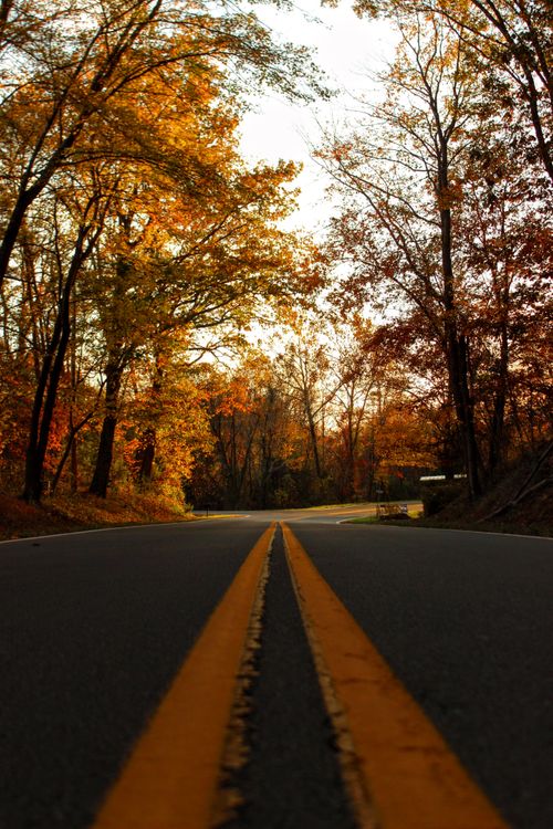 Free A peaceful road lined with vibrant autumn trees under a clear sky, perfect for fall travel. Stock Photo