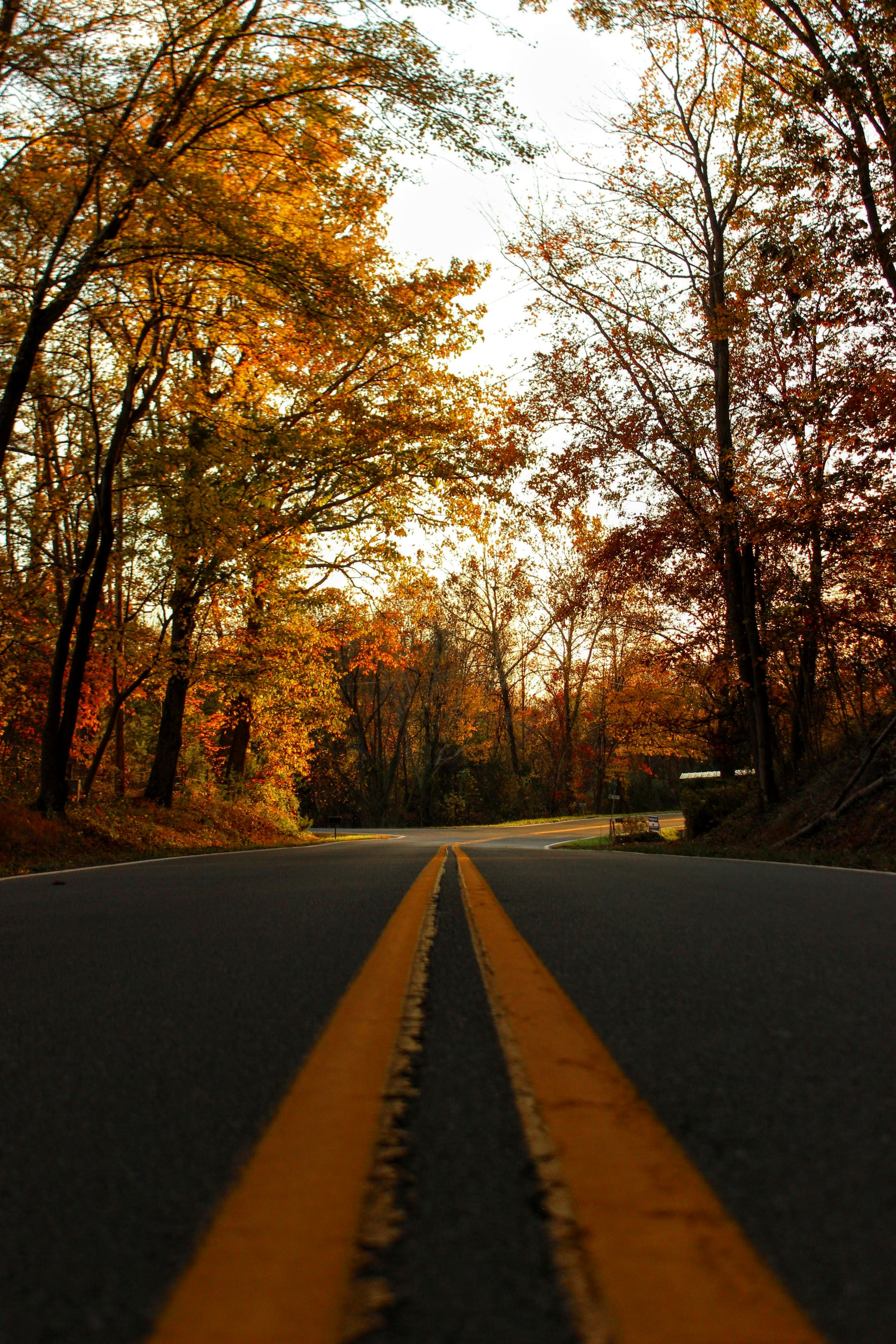 gratis Een vredige weg, omzoomd met kleurrijke herfstbomen onder een heldere hemel, perfect voor een herfstreis. Stockfoto
