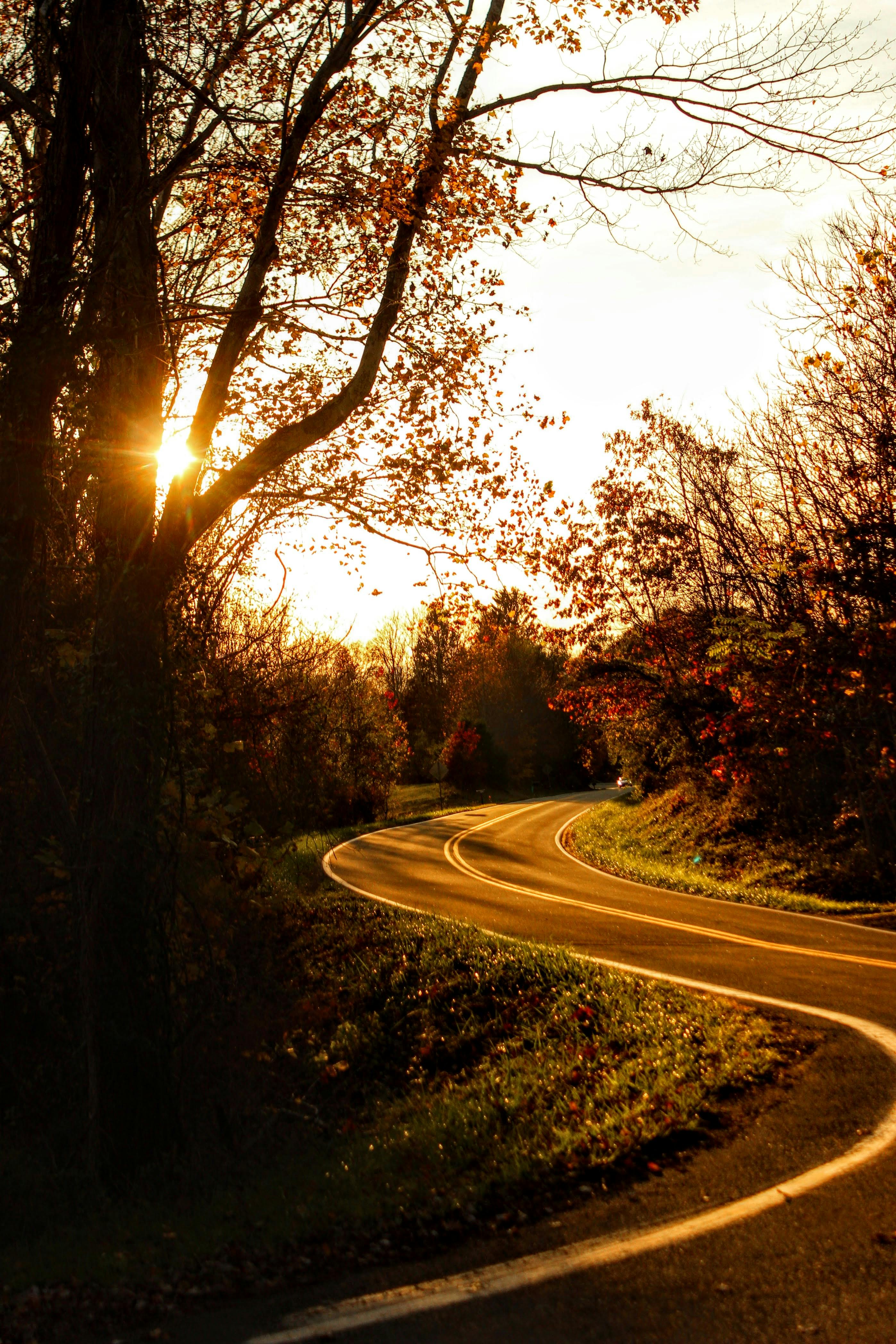 Bezpłatne Kręta droga otoczona soczyście jesiennymi drzewami o wschodzie słońca, rzucającymi ciepłe światło i cienie. Zdjęcie z galerii