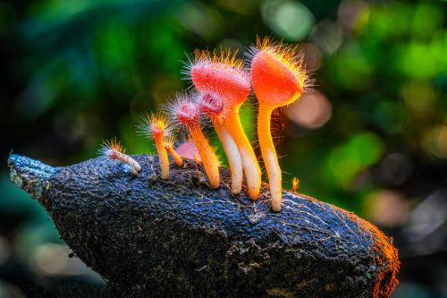 Free Close-up of colorful cup mushrooms growing on a fallen log in a lush West Java forest. Stock Photo
