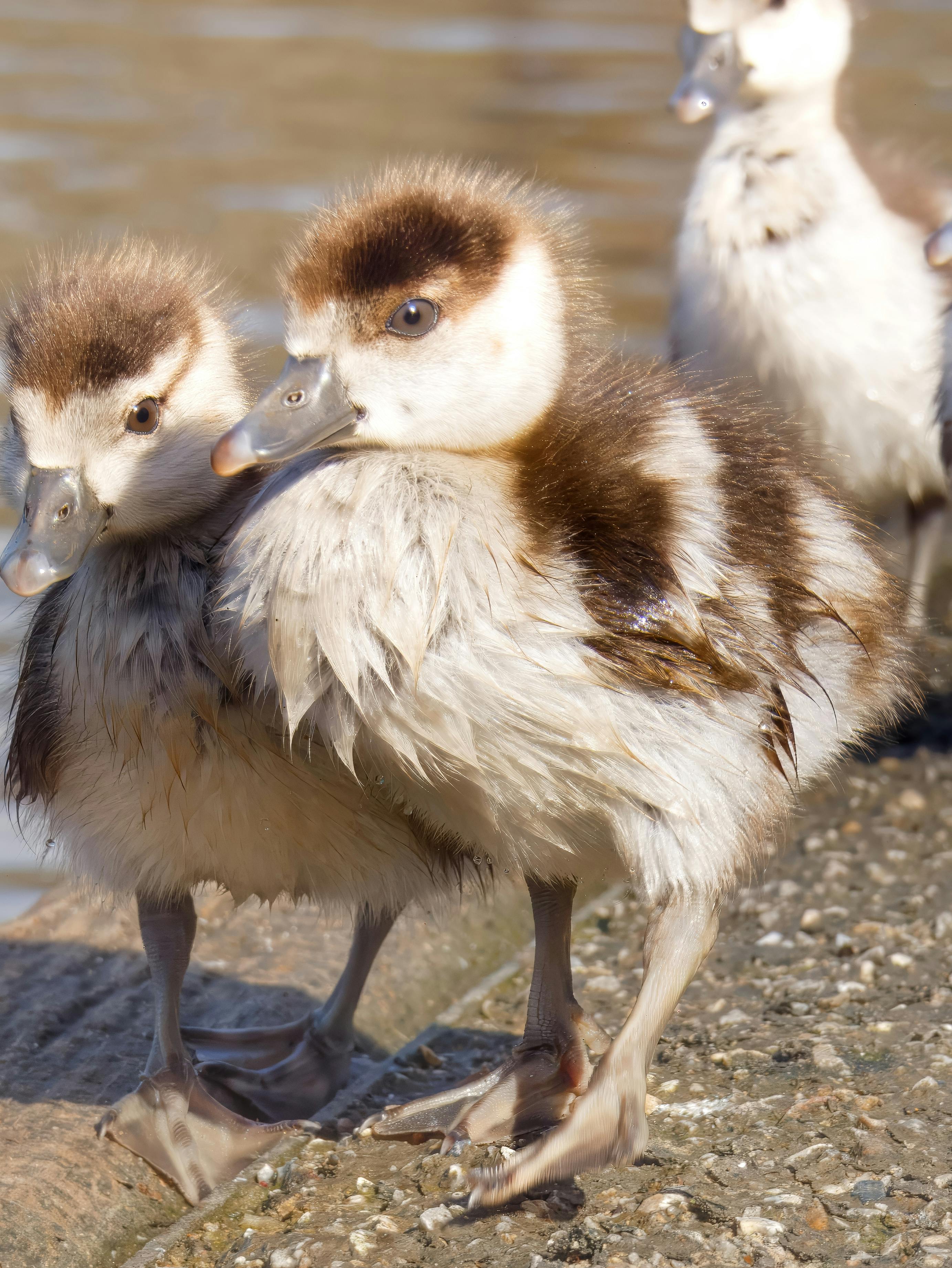 免费 三只毛茸茸的小鸭子并排站在水边，展示着它们柔软的羽毛和好奇的表情。 素材图片