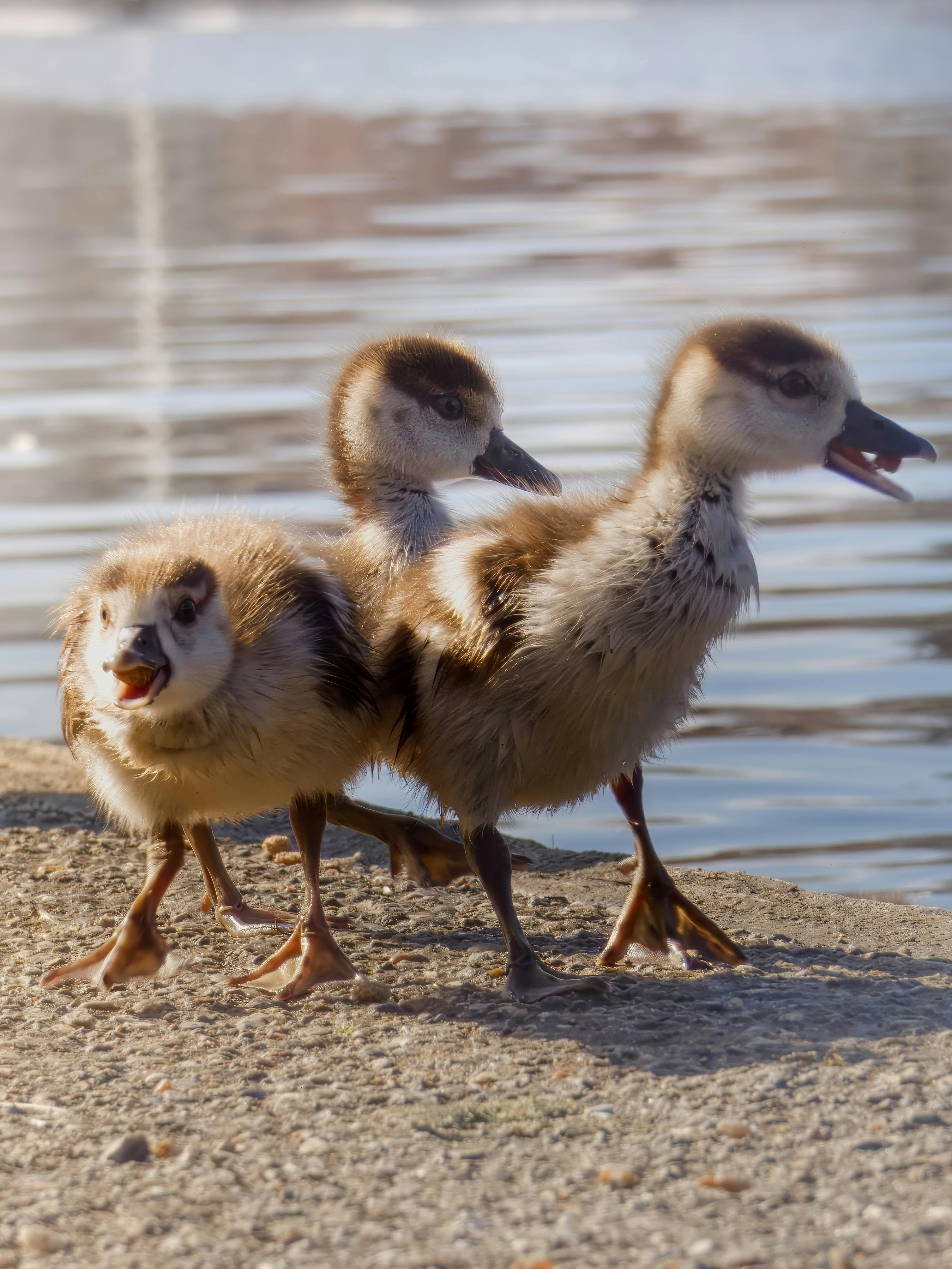 免费 三只可爱的小鸭子在阳光明媚的湖边探索它们的自然栖息地。 素材图片