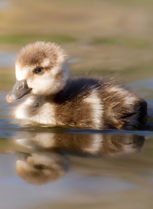 Free Cute duckling floating in calm water, reflecting nature's serenity and innocence. Stock Photo