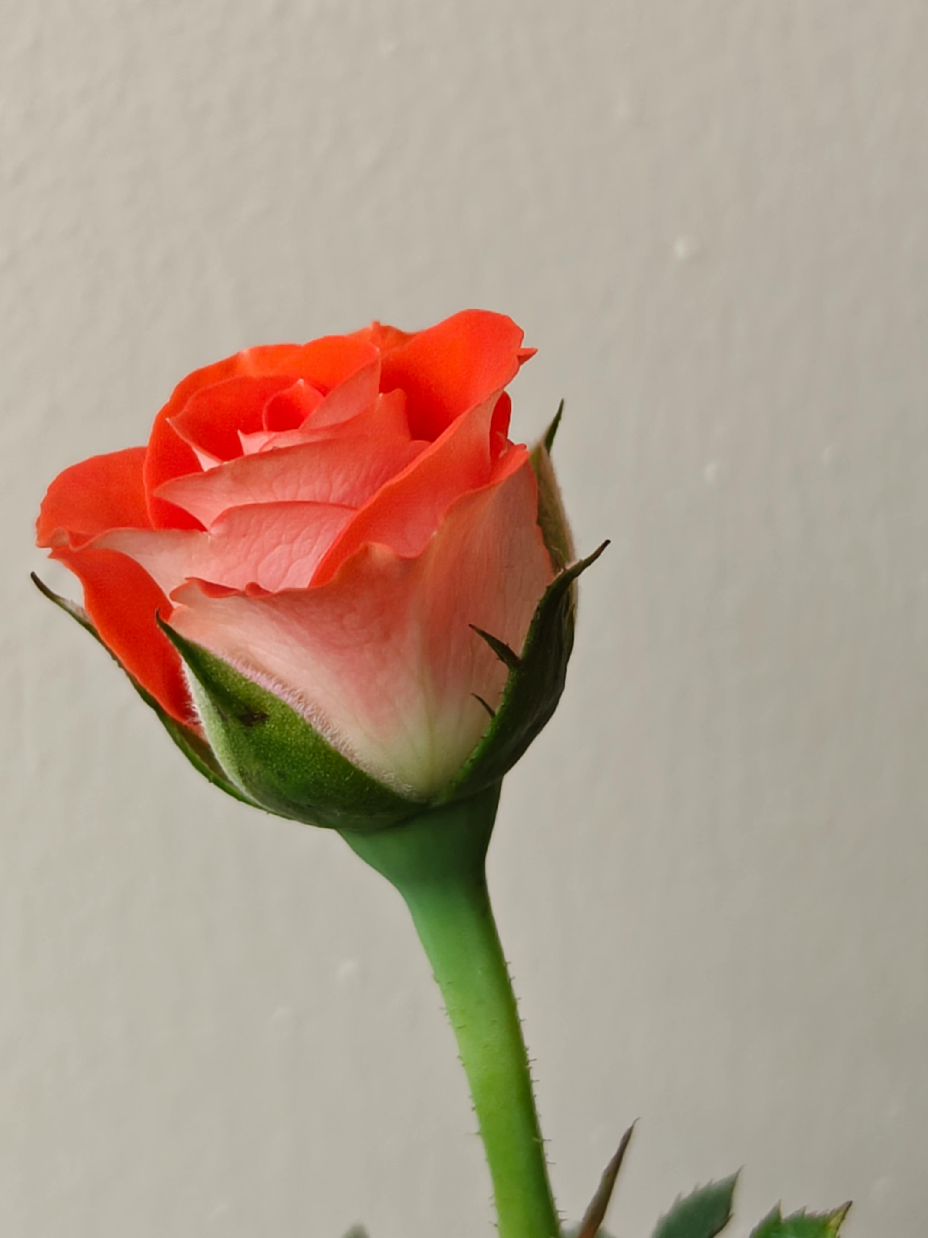 bezplatná Detailní záběr na oranžový květ růže na neutrálním pozadí, zvýrazňující jeho jemné okvětní lístky. Základová fotografie