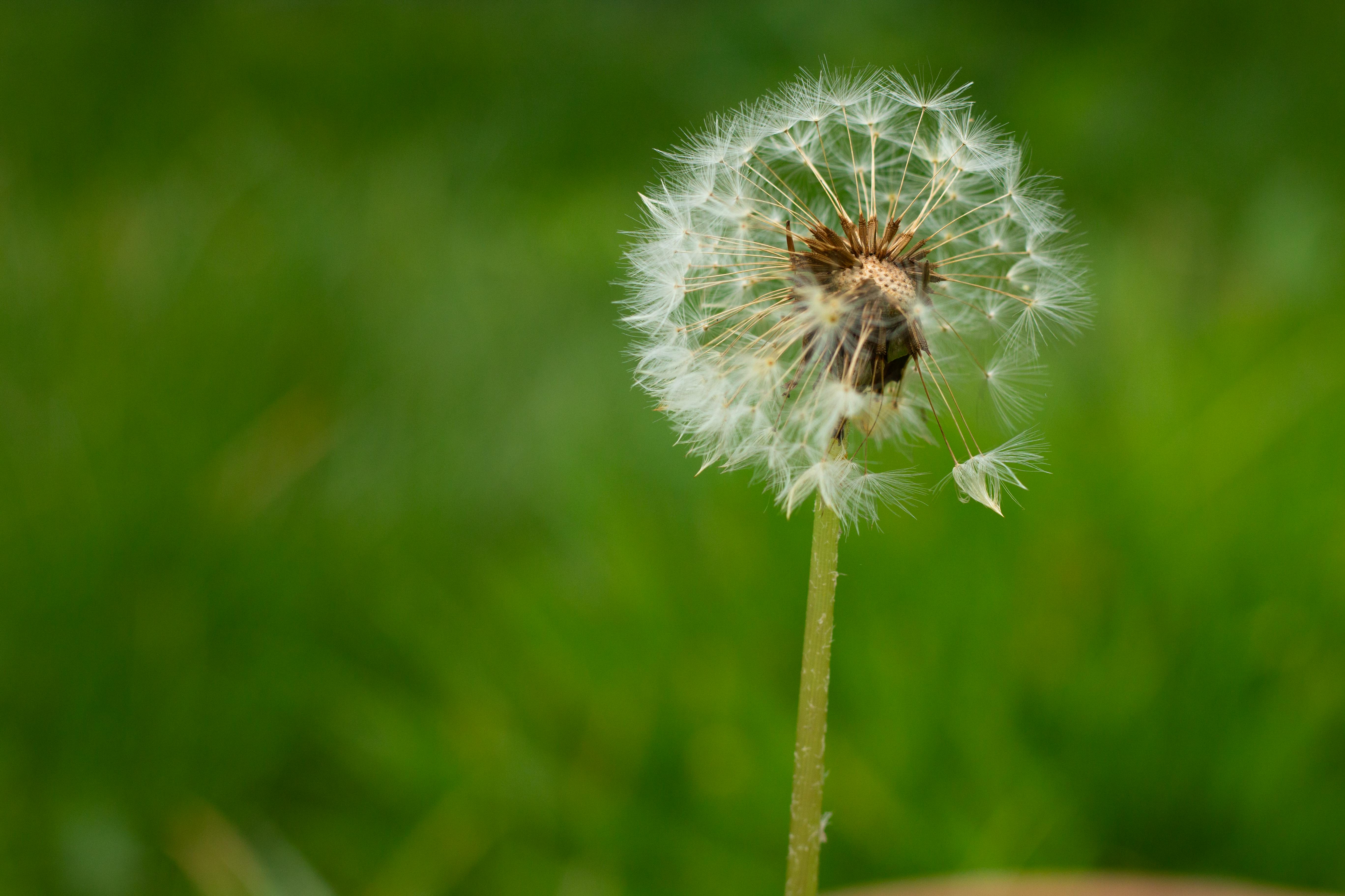 Безкоштовне Детальний знімок квітки кульбаби з насінням на зеленому фоні. стокове фото