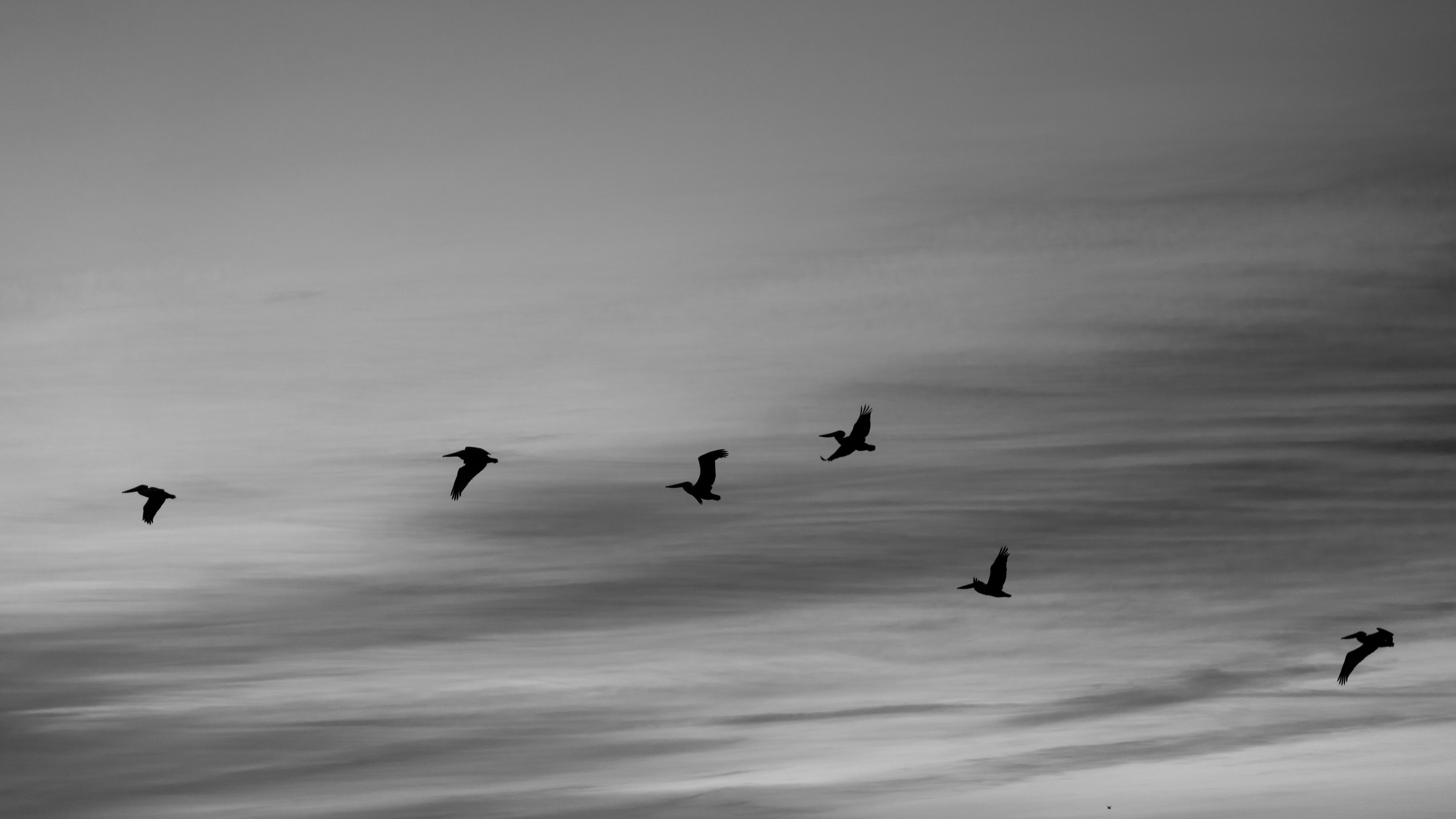 Gratuit Une sereine photographie en noir et blanc d'oiseaux volant sur un ciel nuageux. Photos