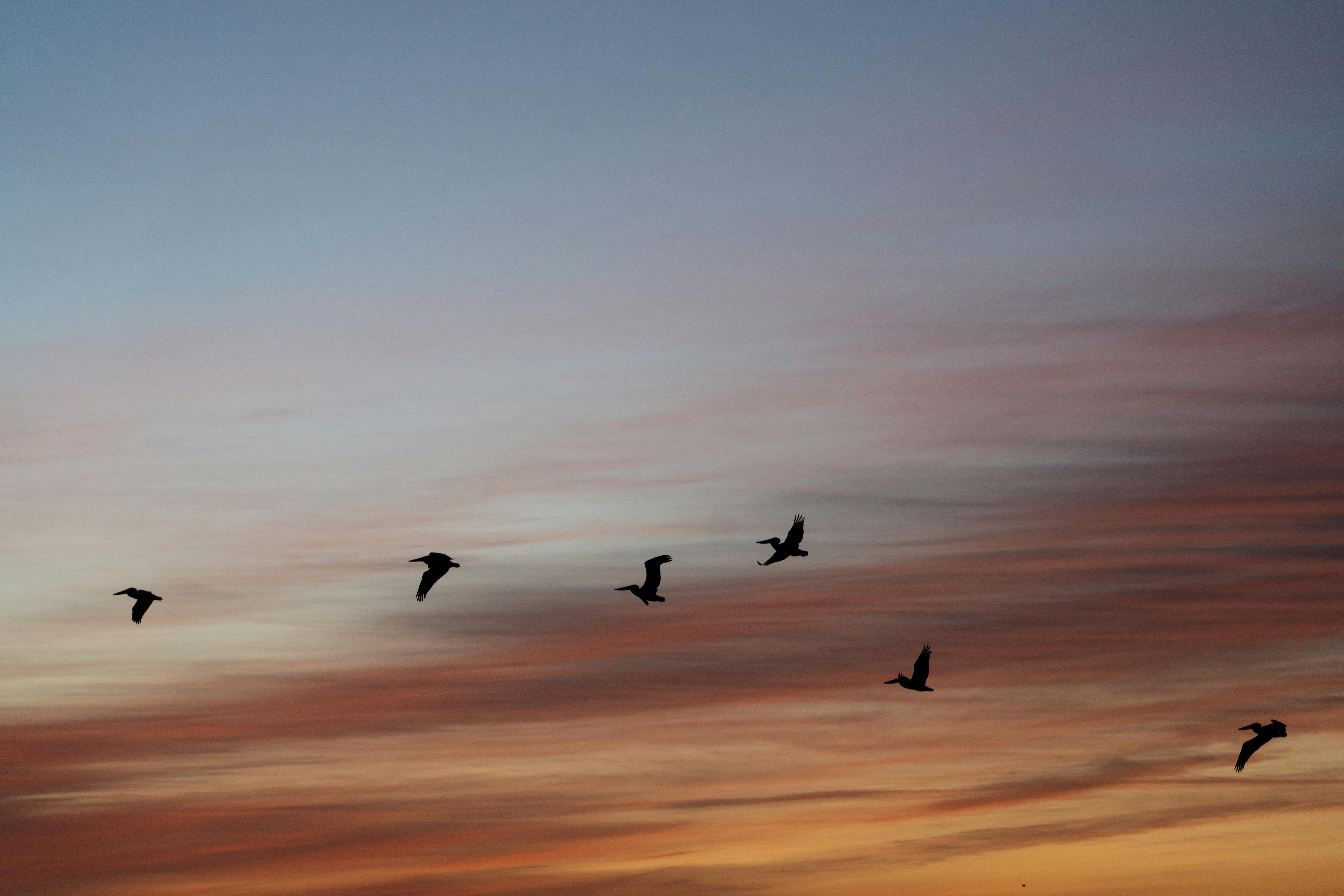 Kostenlos Anmutig fliegen silhouettierte Vögel vor einem lebendigen und farbenfrohen Sonnenuntergangshimmel und schaffen so eine friedvolle Szene. Stock-Foto