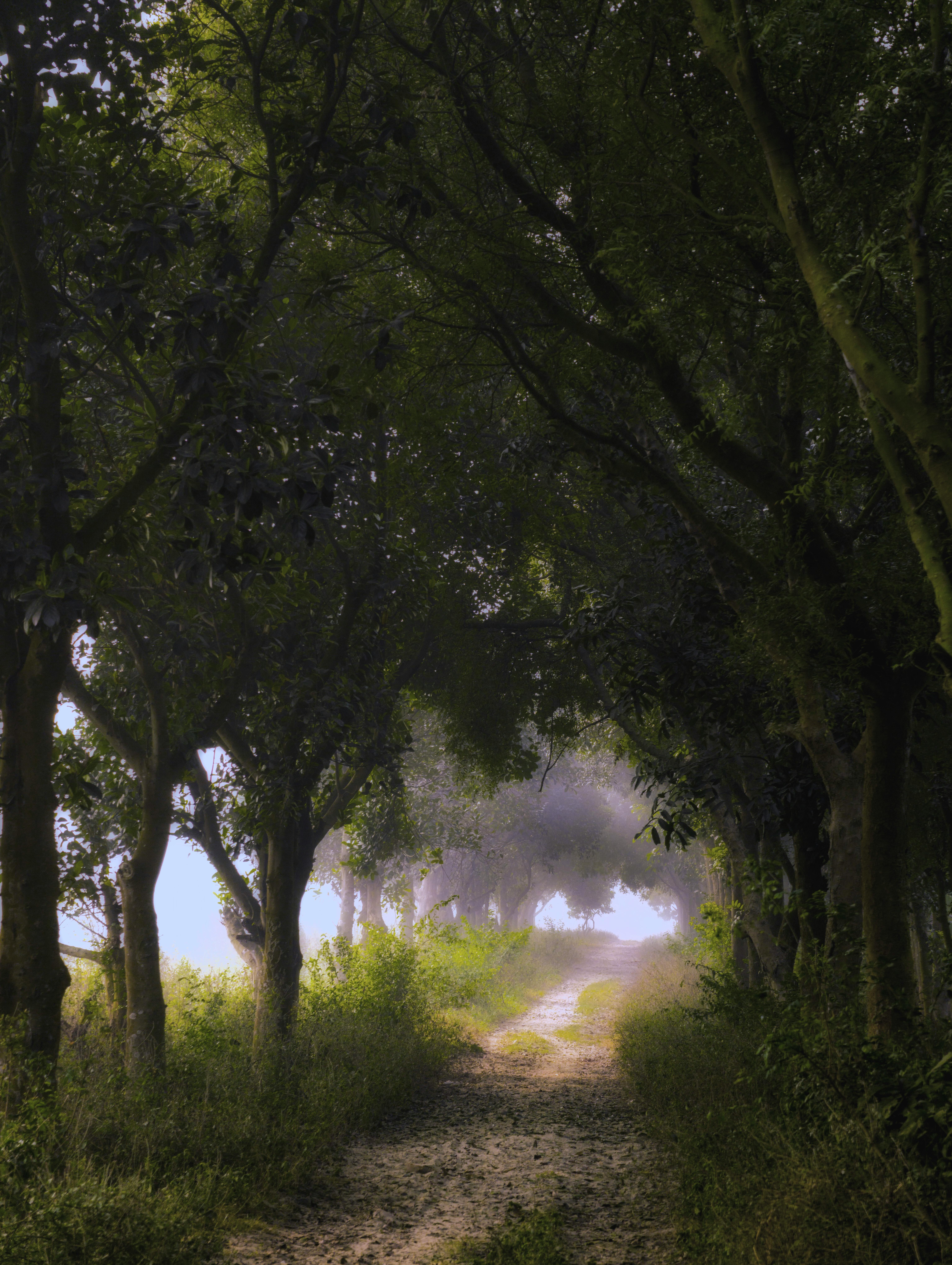 免費 清晨的陽光灑在綠樹成蔭的靜謐林間小徑上。 圖庫相片