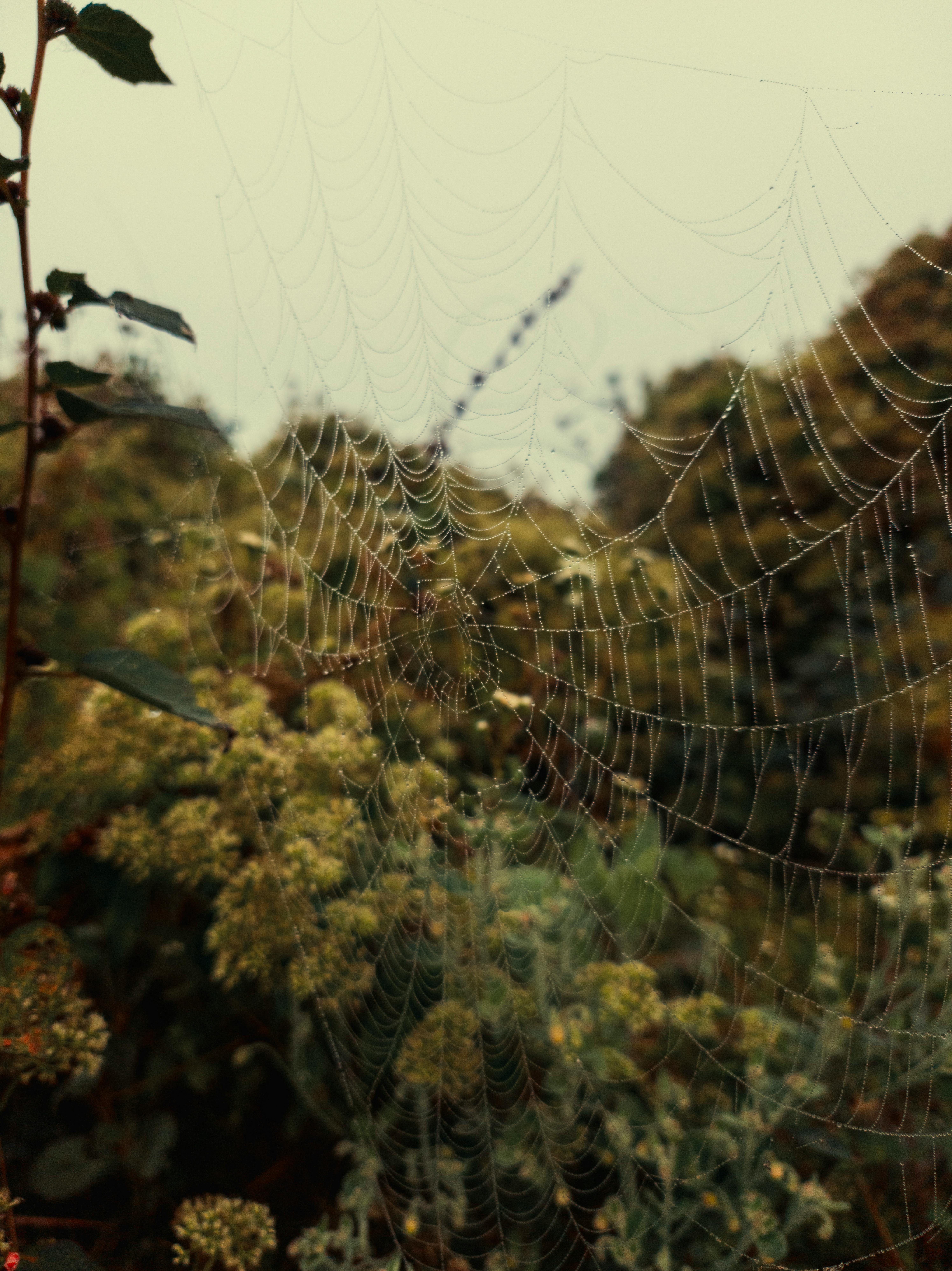 Miễn phí Một mạng nhện mỏng manh điểm xuyết những giọt sương long lanh trên nền khu vườn xanh mướt vào một buổi sáng sương mù. Ảnh lưu trữ